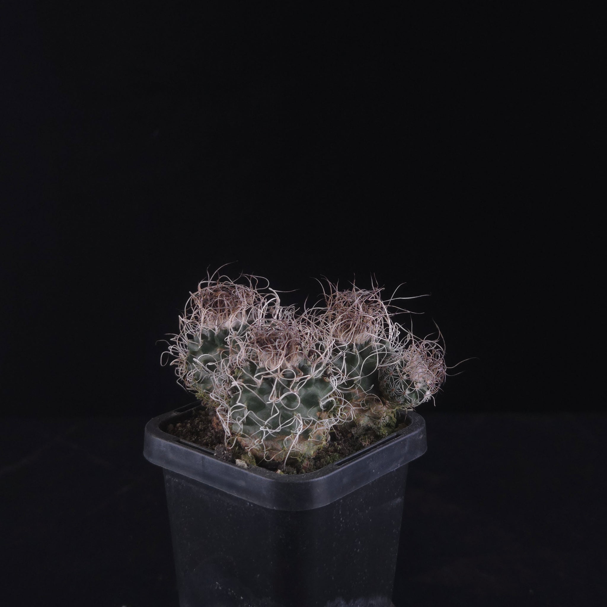 Turbinicarpus krainzianus (WA Prohibited)