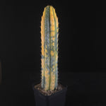Echinopsis peruvianus f. variegata (syn. Echinopsis macrogona)