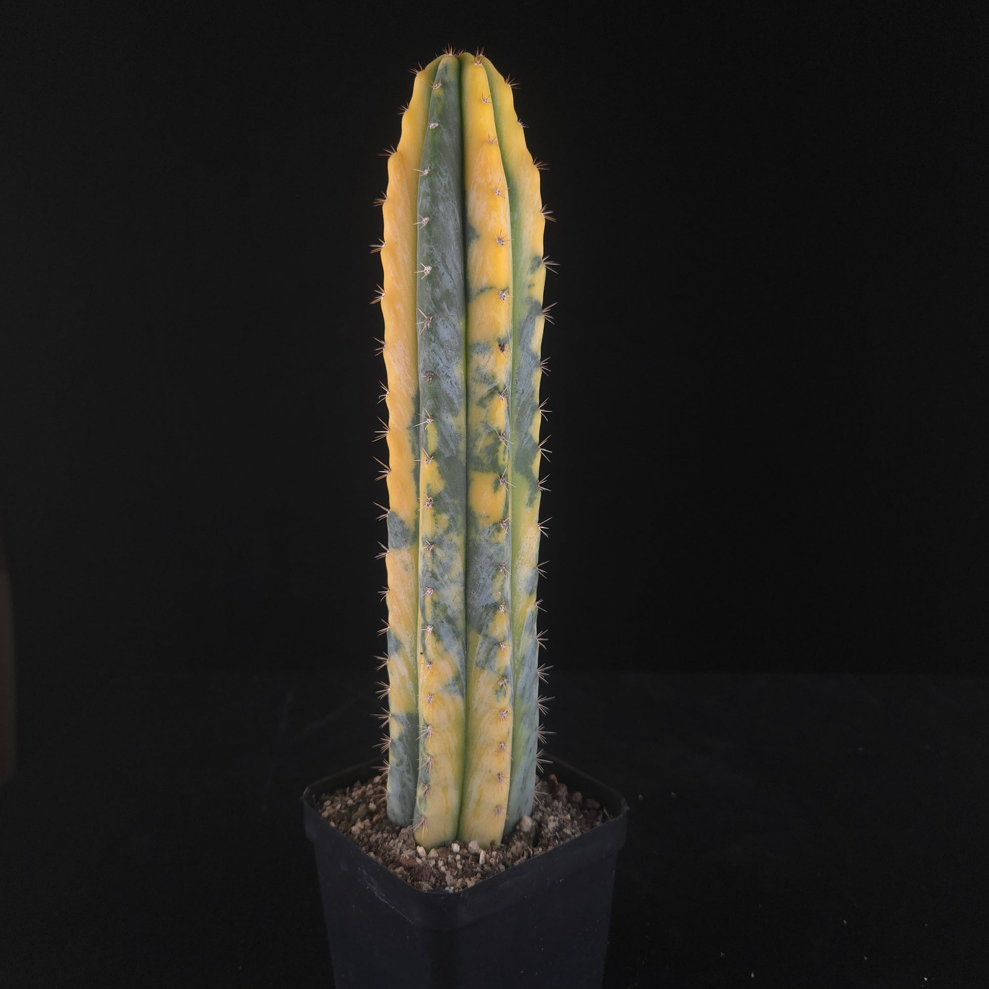 Echinopsis peruvianus f. variegata (syn. Echinopsis macrogona)
