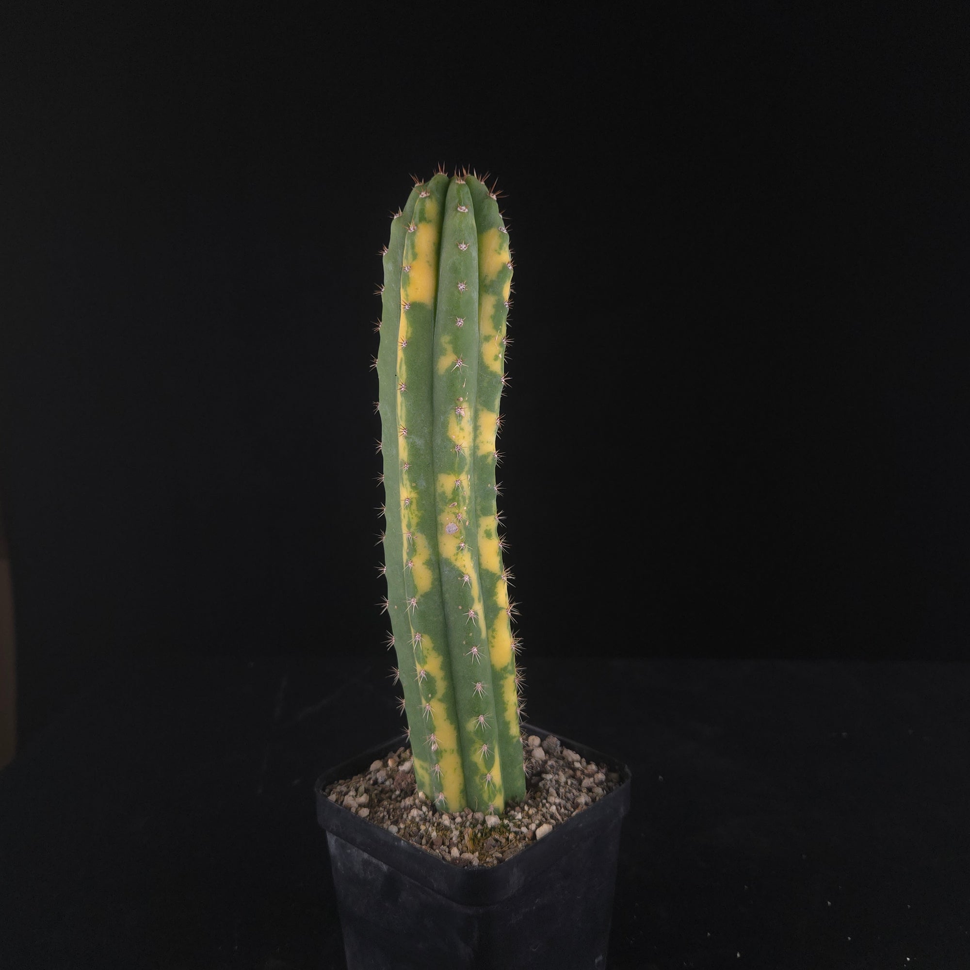 Echinopsis peruvianus f. variegata (syn. Echinopsis macrogona)
