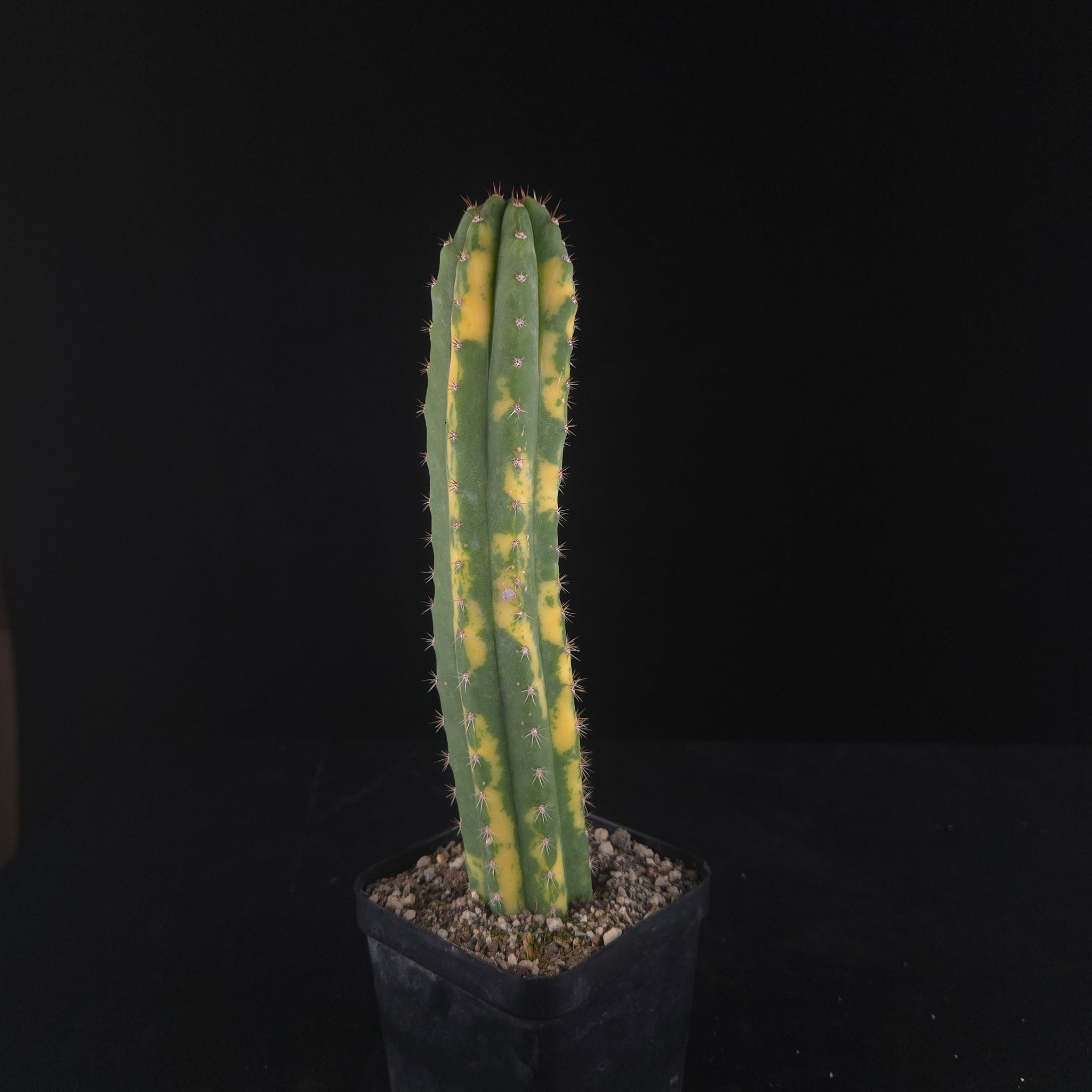 Echinopsis peruvianus f. variegata (syn. Echinopsis macrogona)