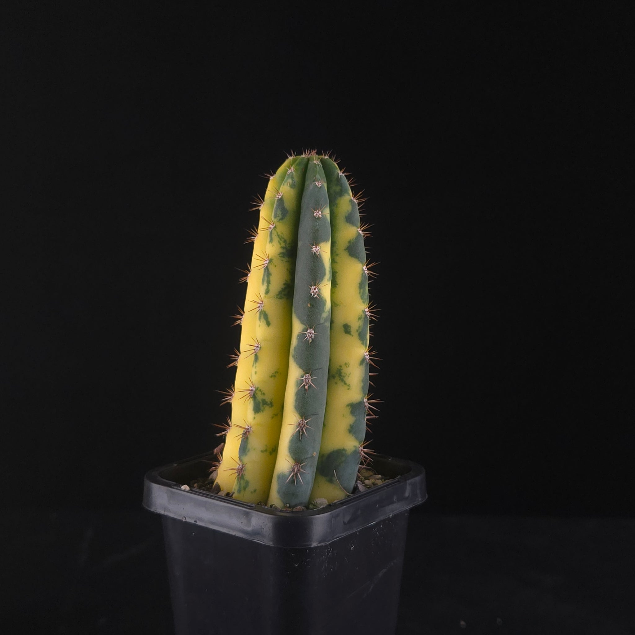 Echinopsis peruvianus f. variegata (syn. Echinopsis macrogona)