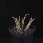 Euphorbia platyclada