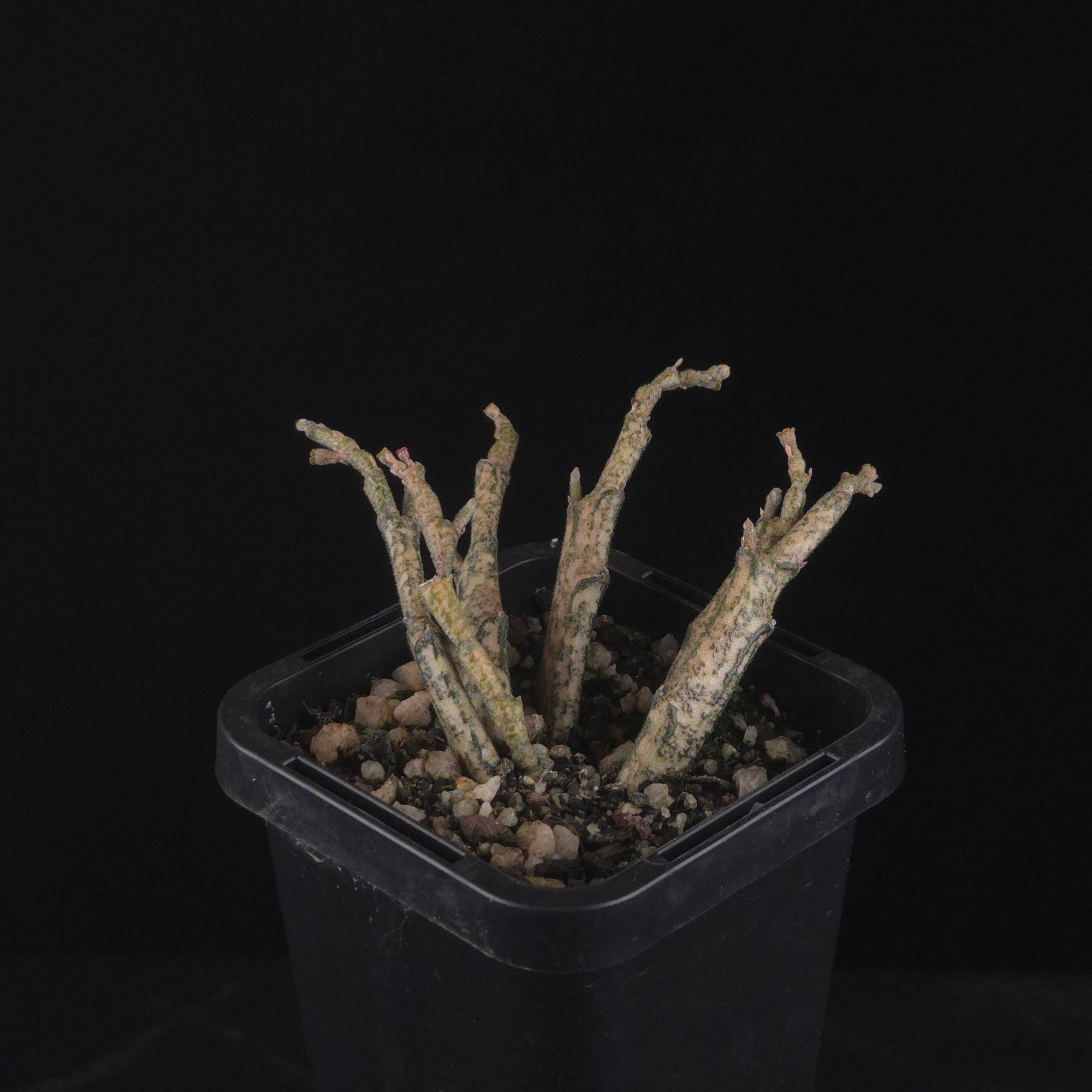 Euphorbia platyclada