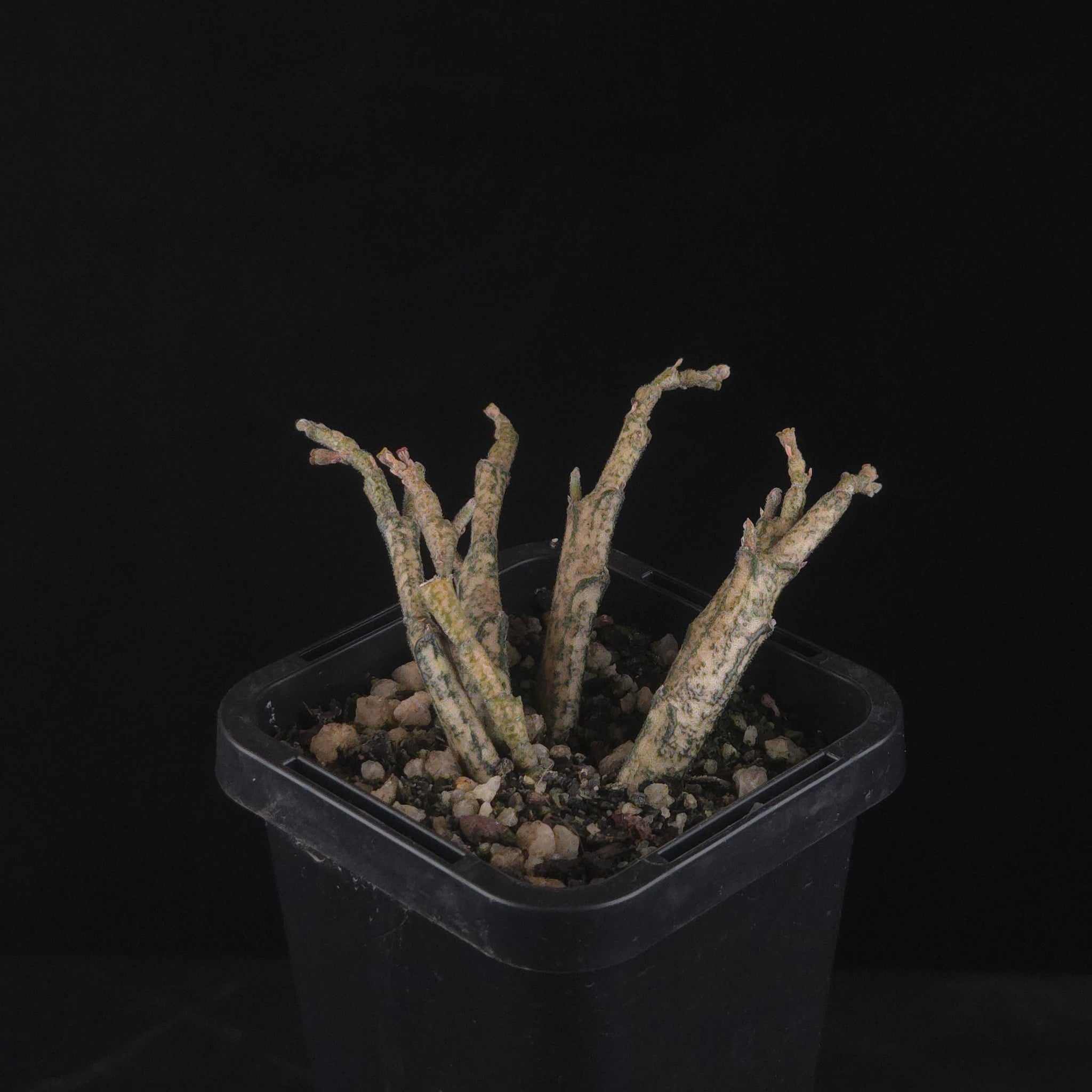Euphorbia platyclada