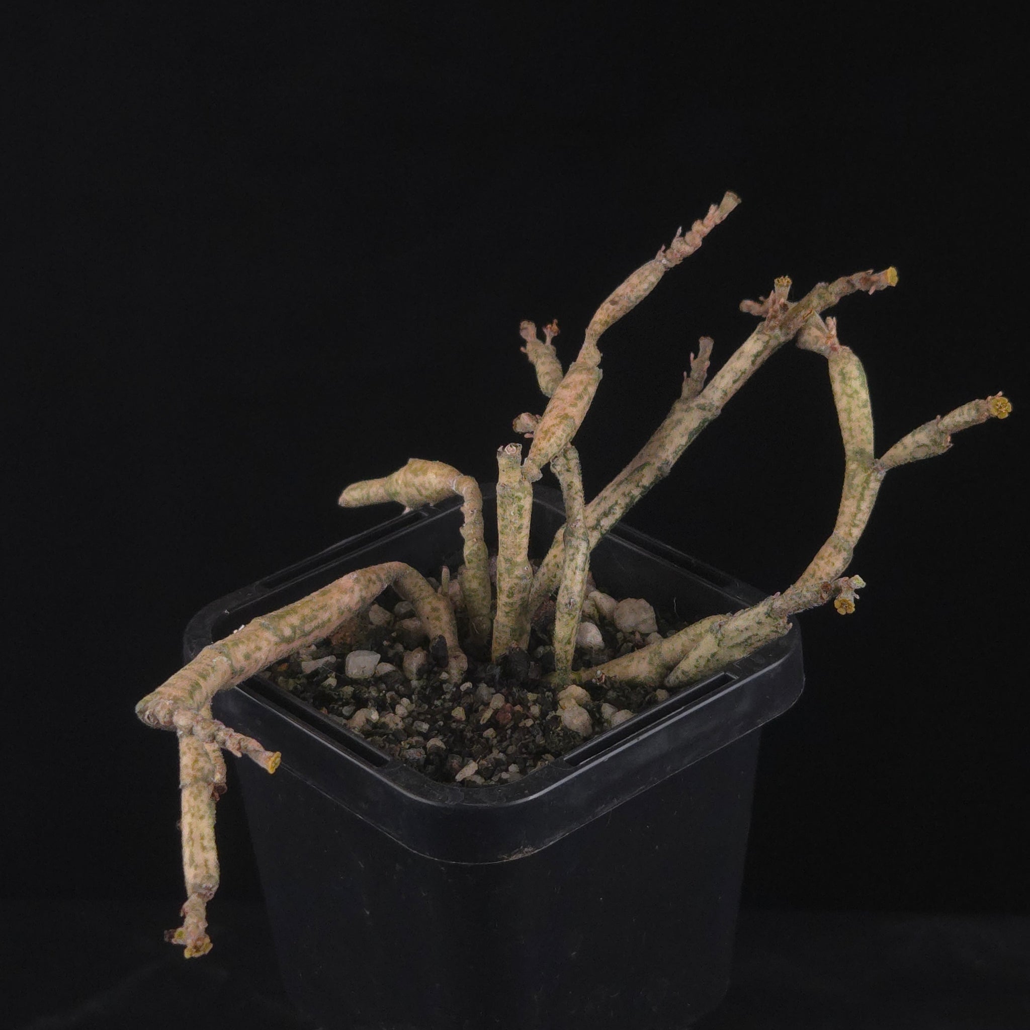 Euphorbia platyclada