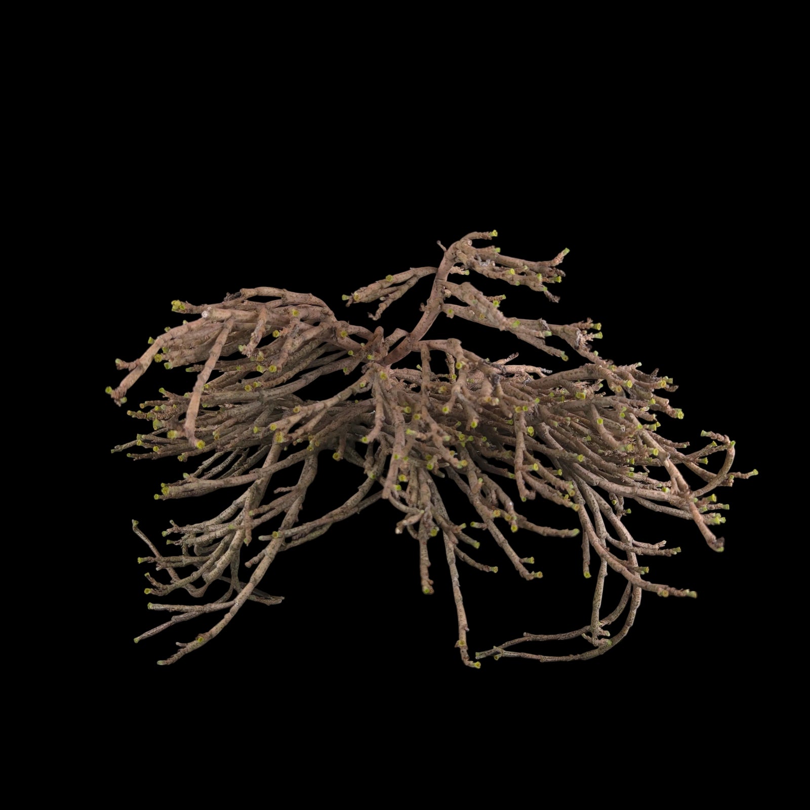 Euphorbia platyclada