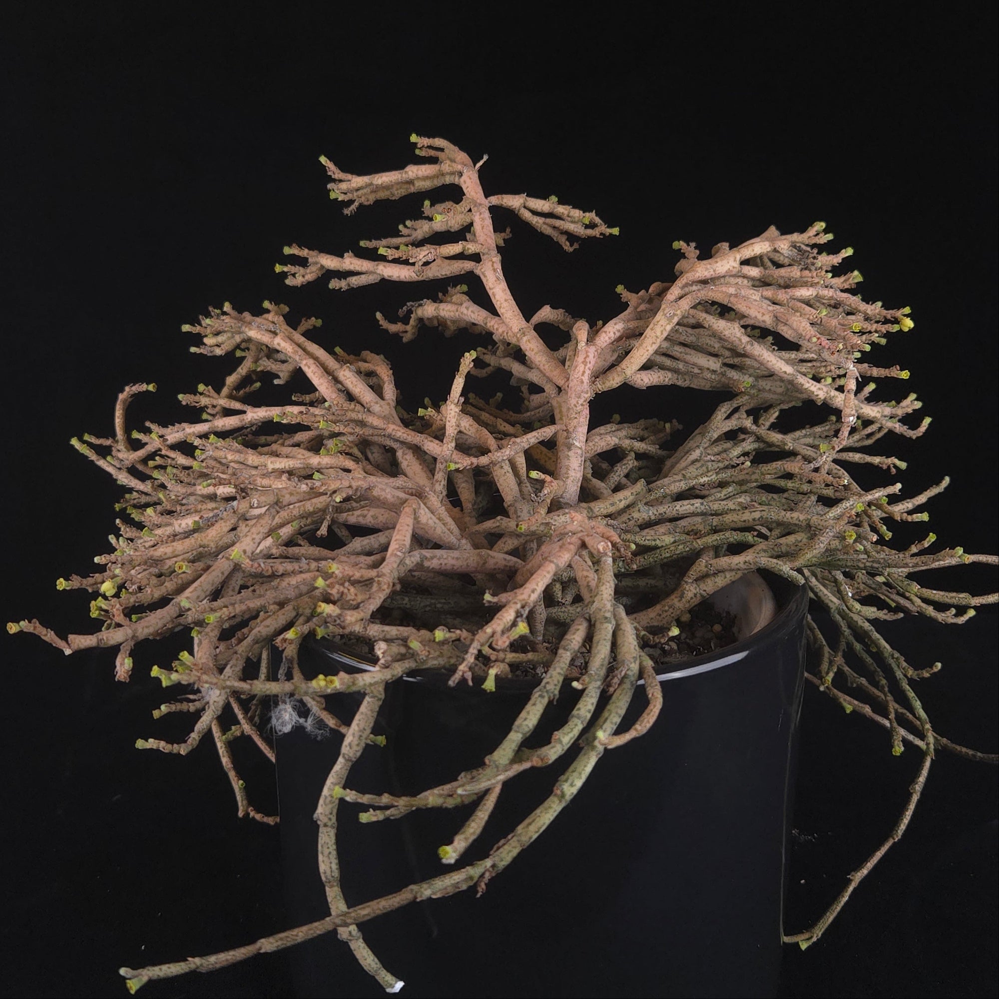 Euphorbia platyclada
