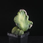 Cereus forbesii cv. Coral Cristata (WA Prohibited)