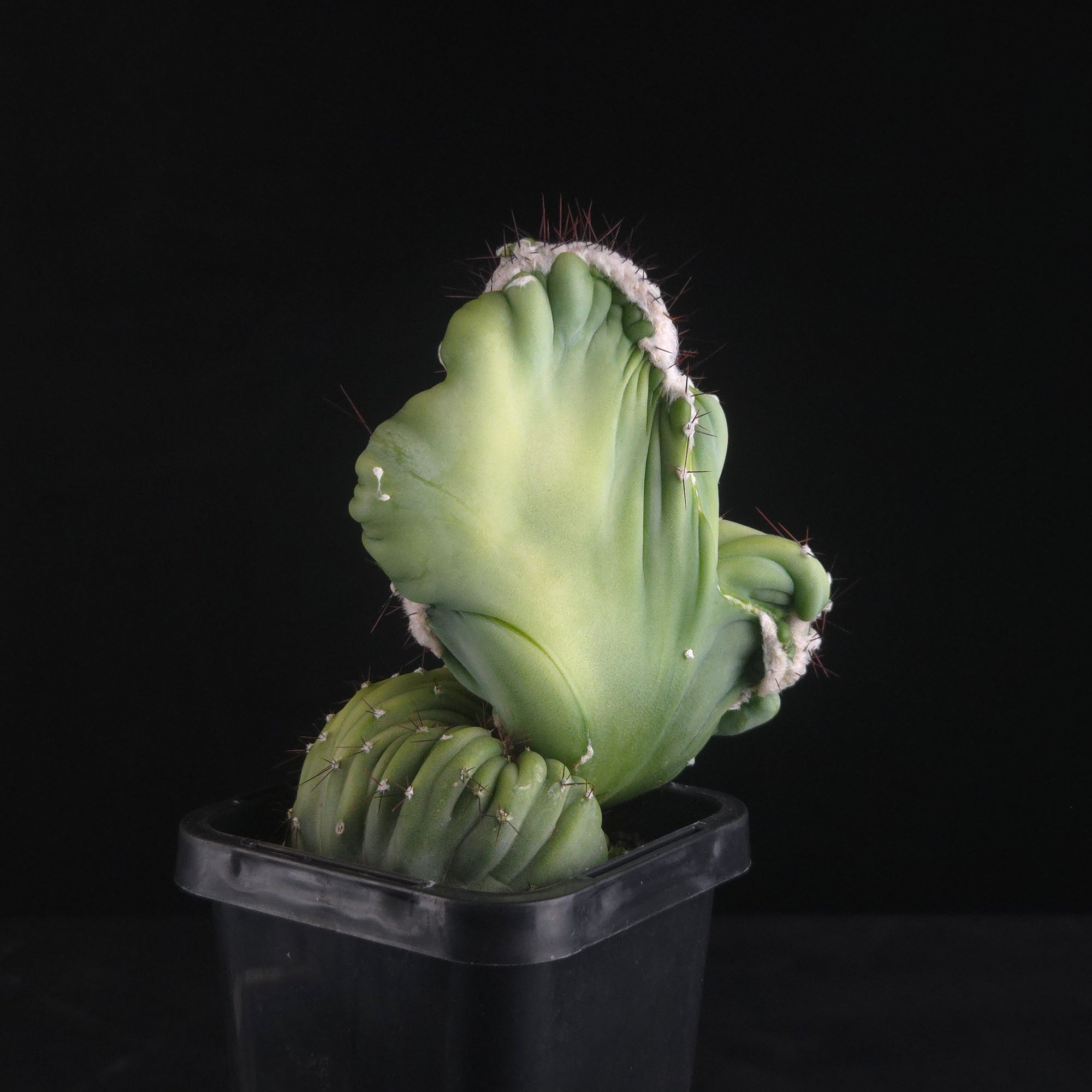Cereus forbesii cristata (WA Prohibited)