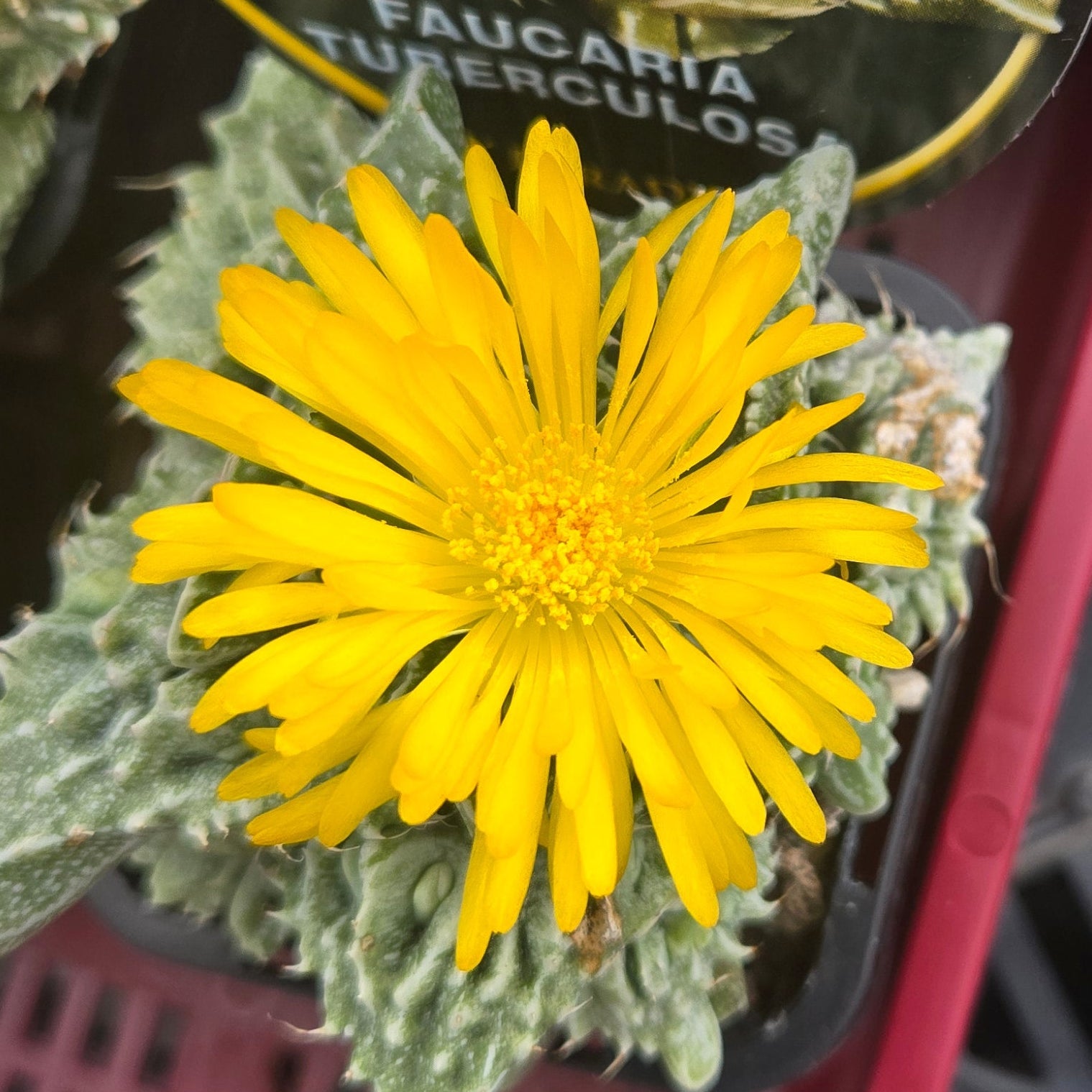 Faucaria tuberculosa f. Monstrose – Tiger Jaws