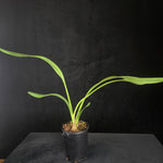 Cymbidium Last Tango 'Geyserland'