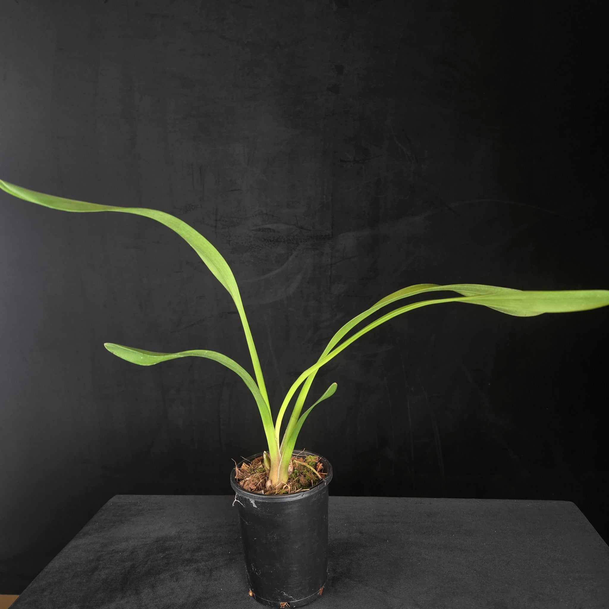 Cymbidium Last Tango 'Geyserland'