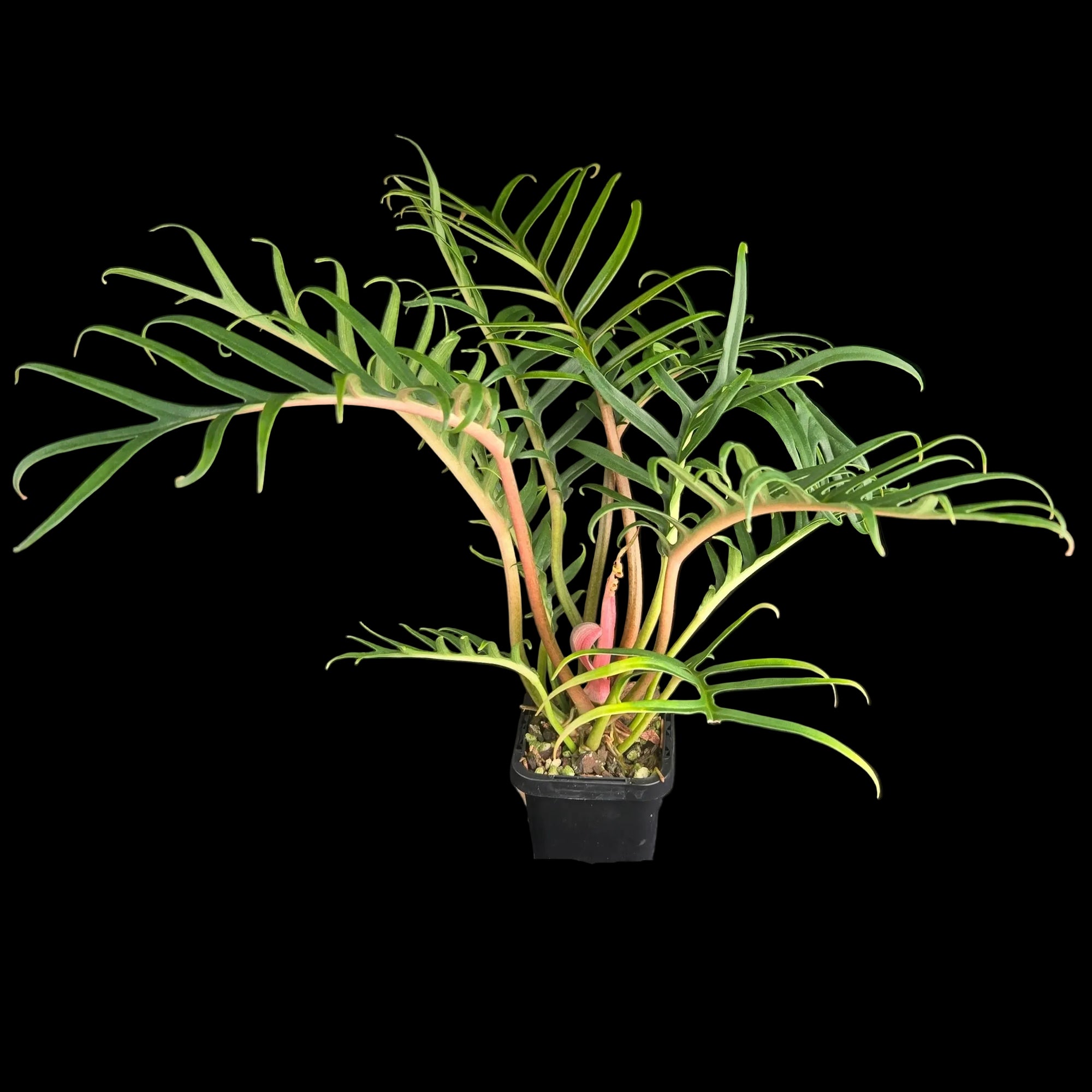 Philodendron tortum 'Thai Dwarf'