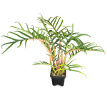 Philodendron tortum 'Thai Dwarf'