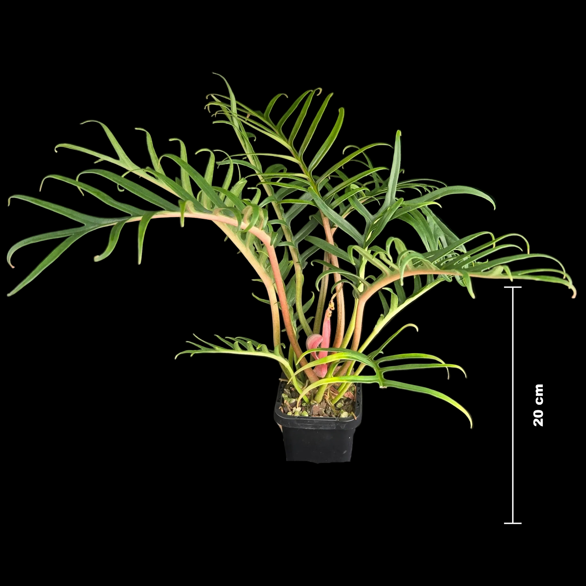 Philodendron tortum 'Thai Dwarf'