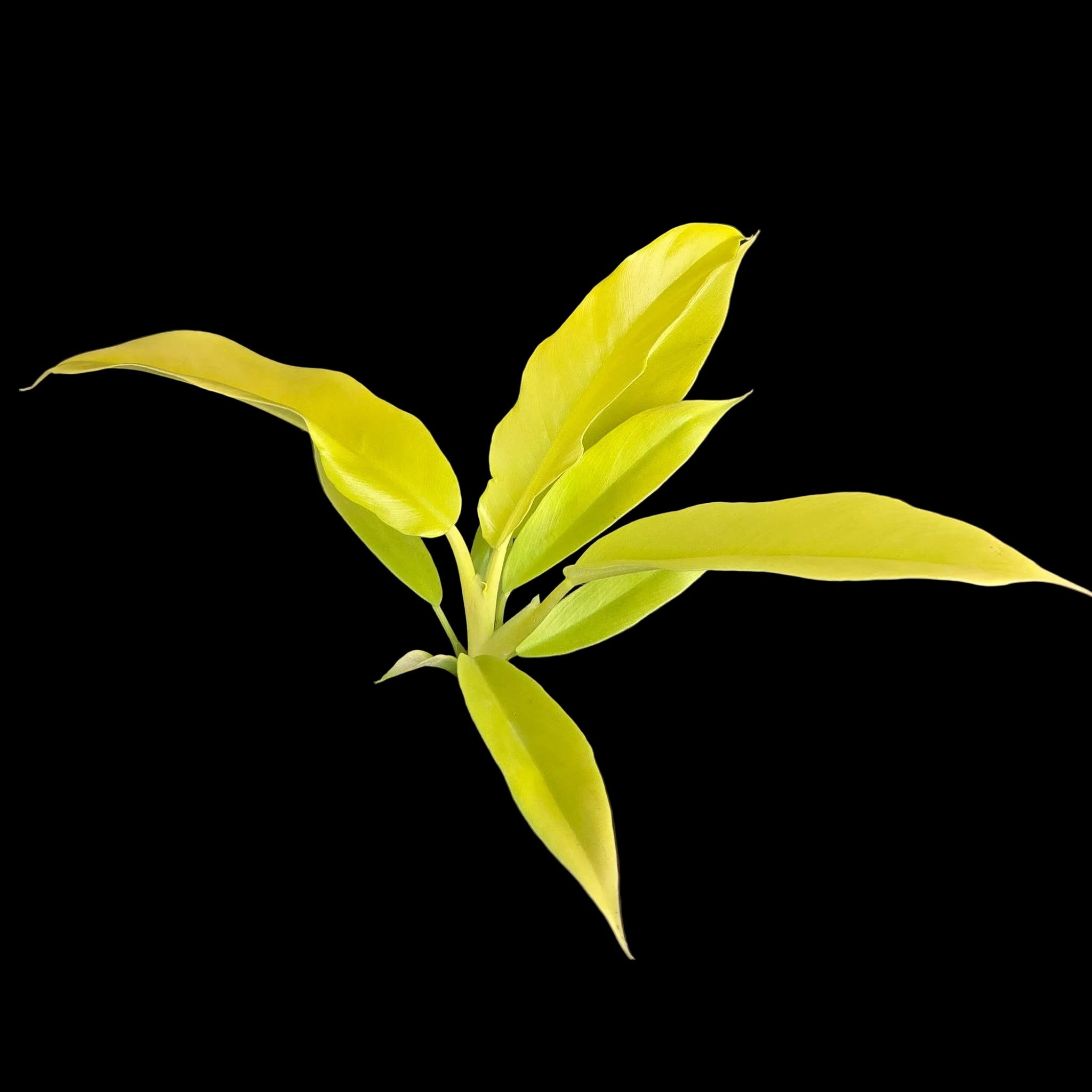 Philodendron ‘Golden Crocodile’