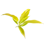 Philodendron ‘Golden Crocodile’