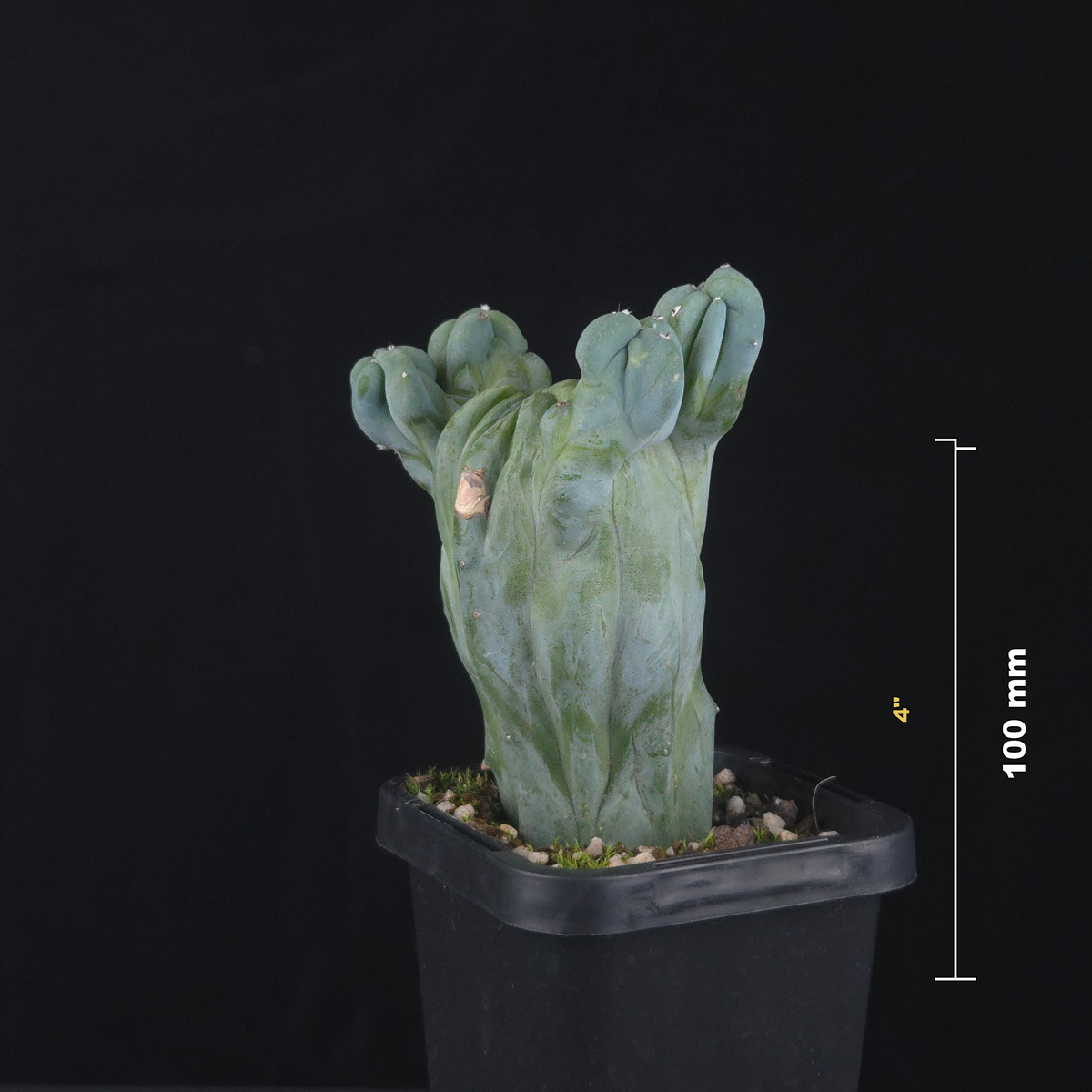 Myrtillocactus geometrizans cristata (Smooth Form)