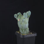 Myrtillocactus geometrizans cristata (Smooth Form)