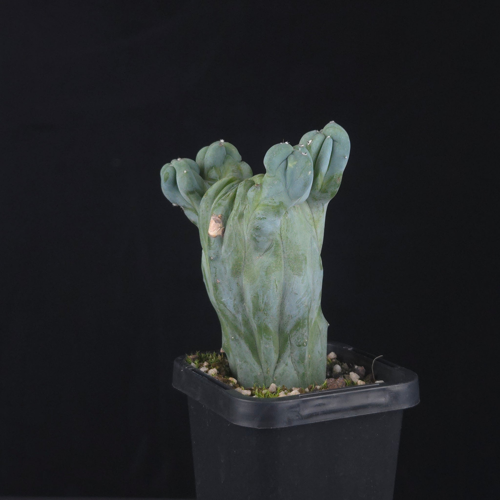 Myrtillocactus geometrizans cristata (Smooth Form)
