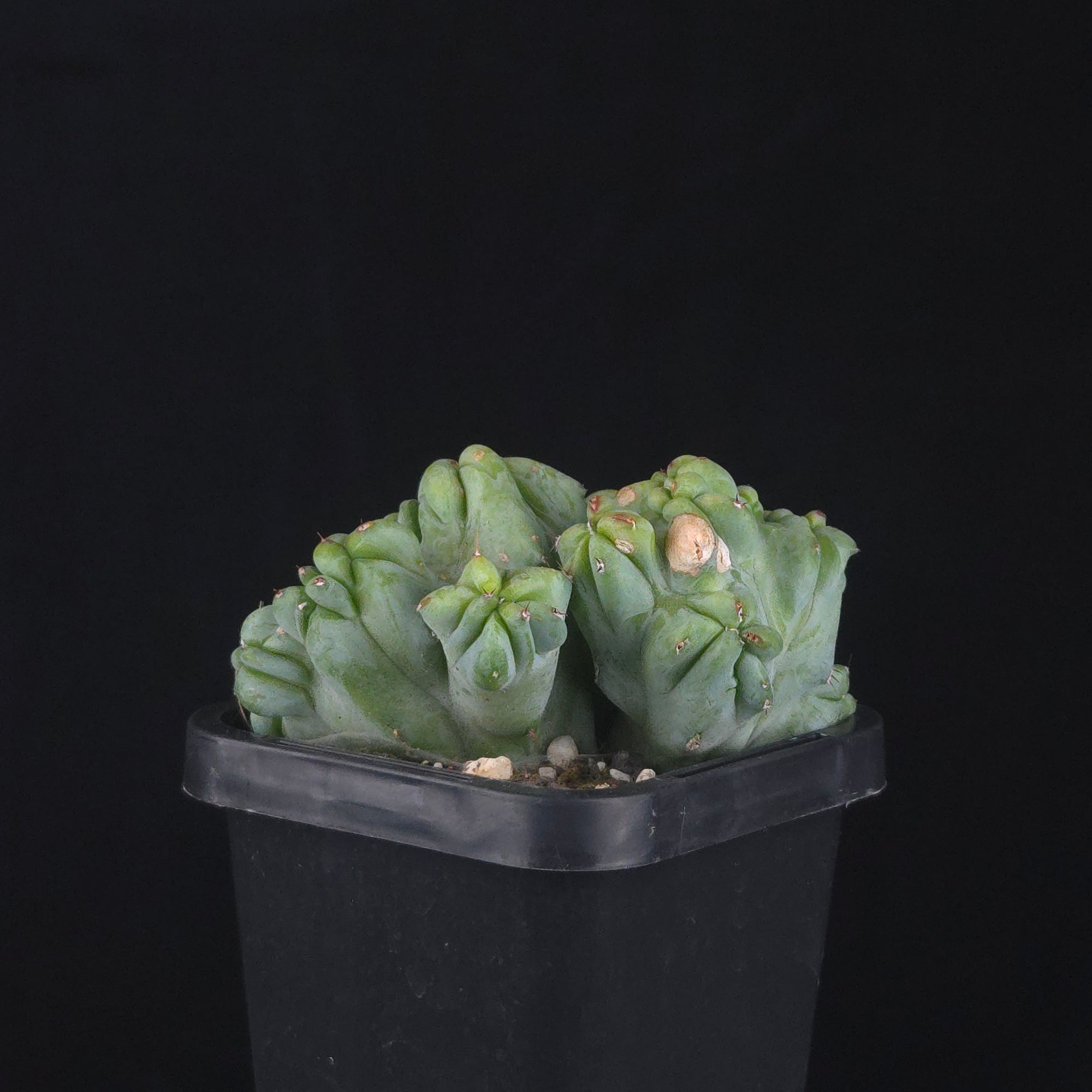 Myrtillocactus geometrizans cristata (Smooth Form)