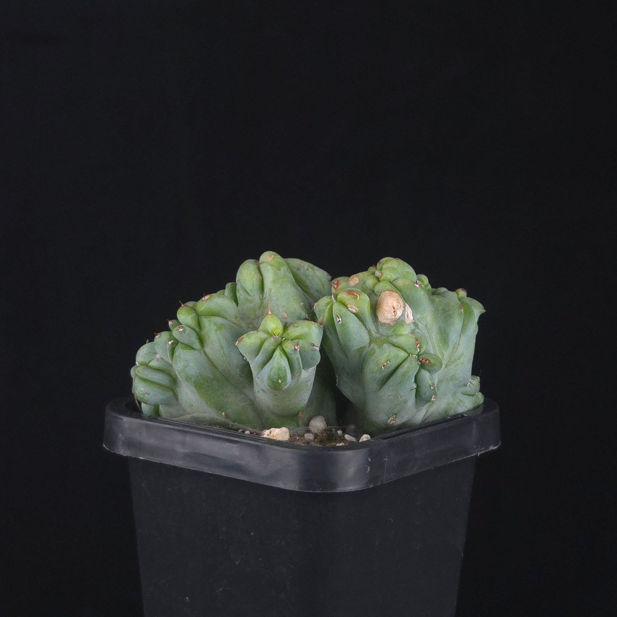 Myrtillocactus geometrizans cristata (Smooth Form)