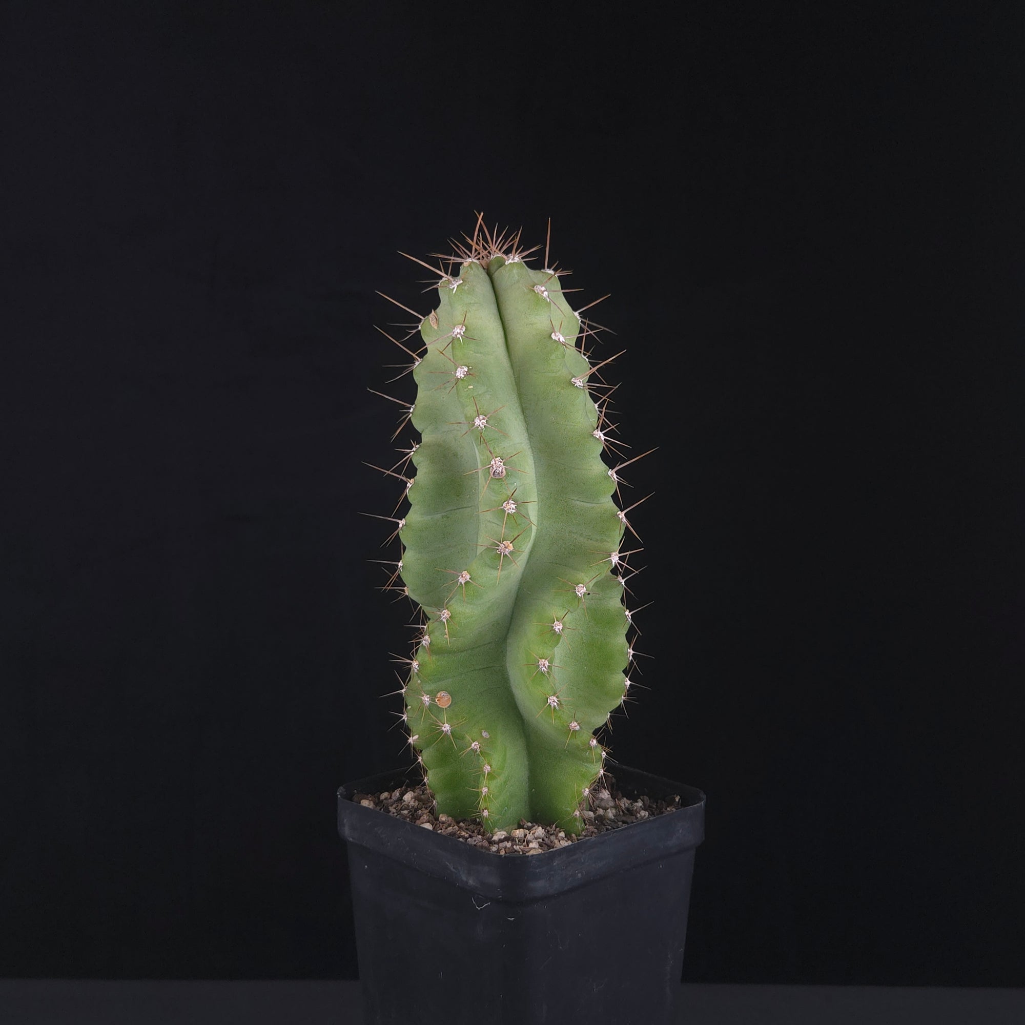 Cereus forbesii ‘Spiralis’