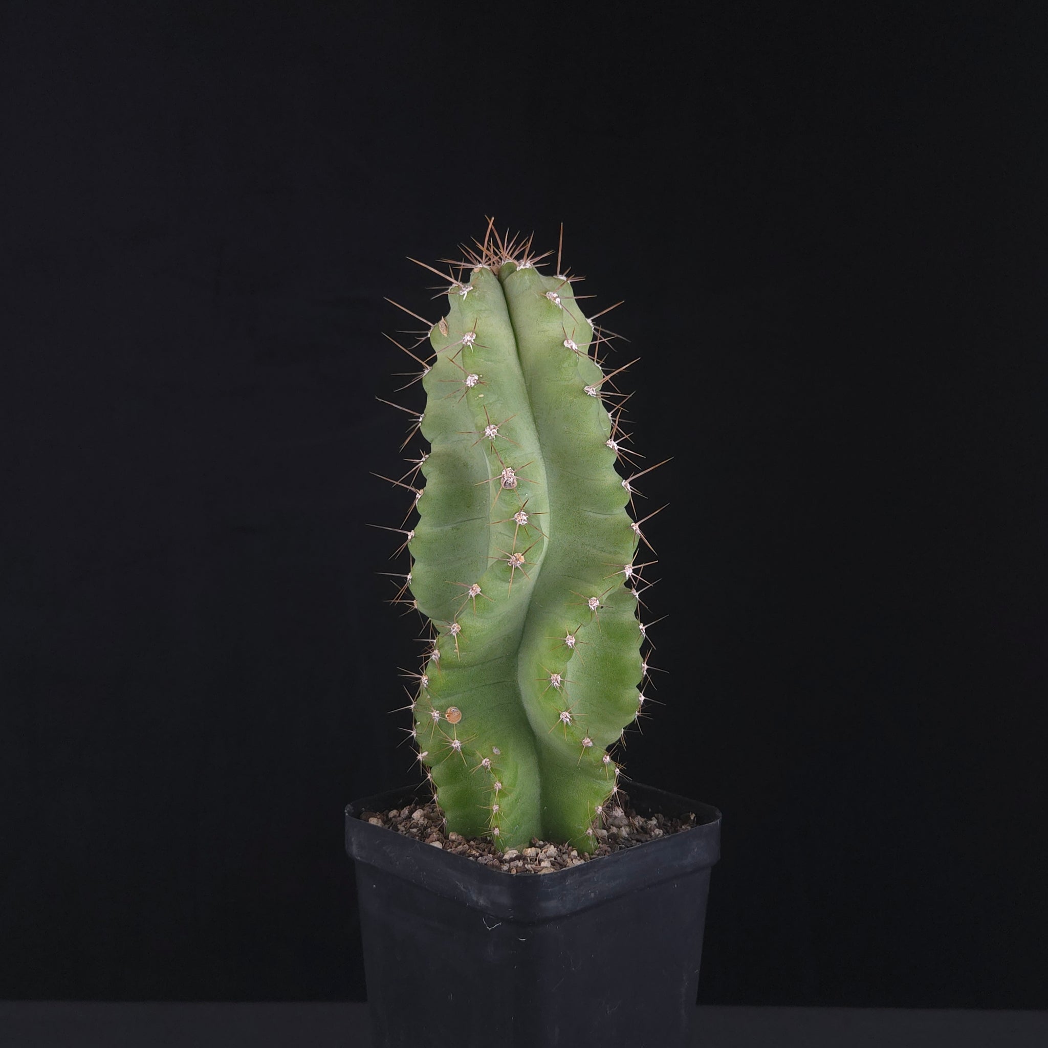 Cereus forbesii ‘Spiralis’