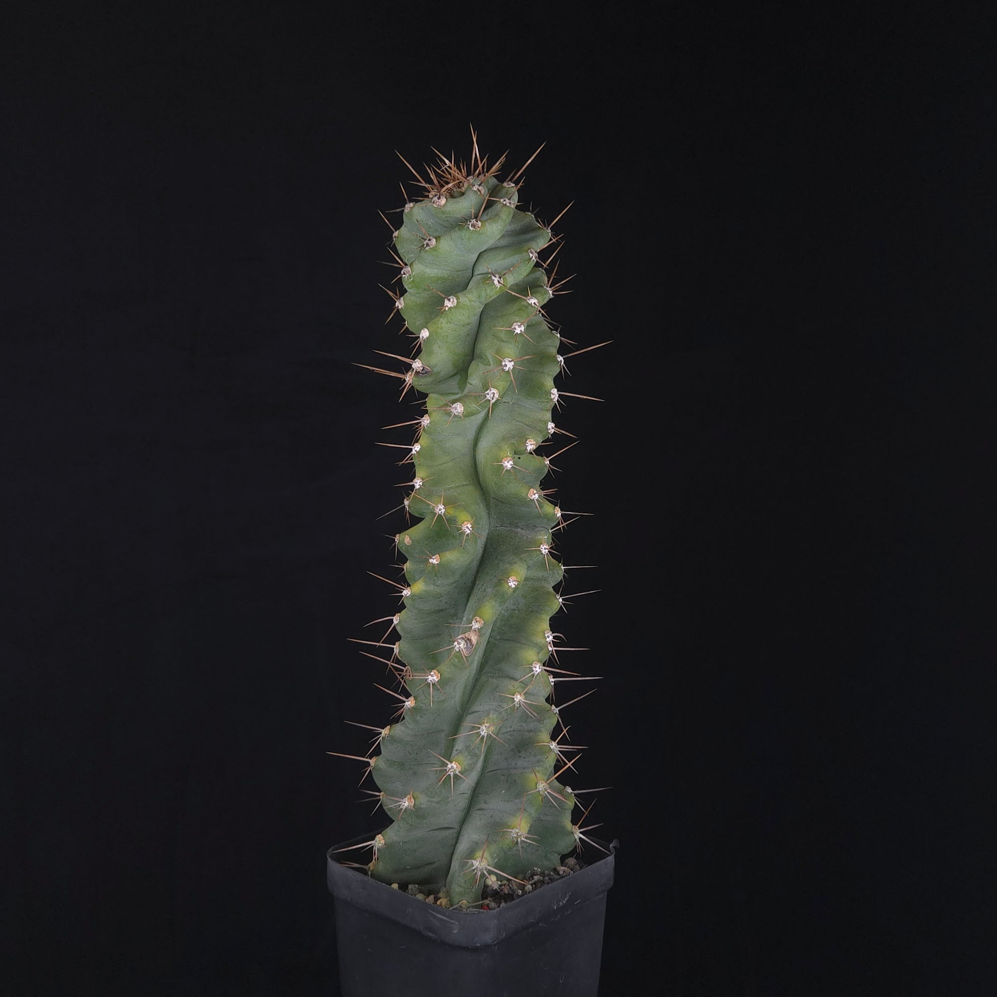 Cereus forbesii ‘Spiralis’
