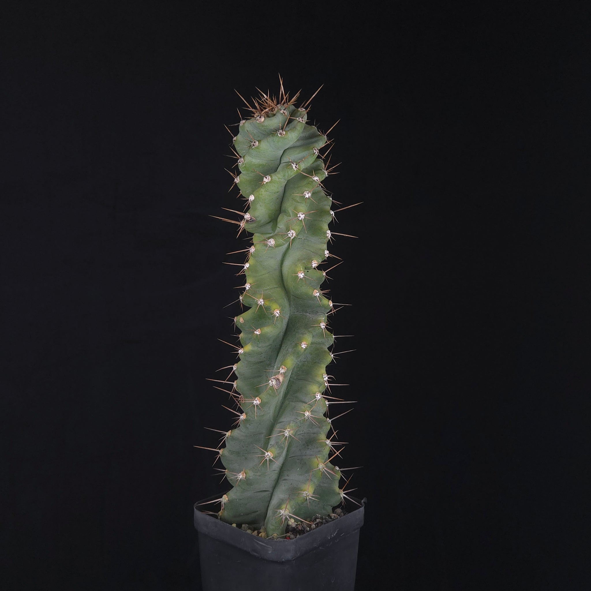 Cereus forbesii ‘Spiralis’