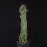 Cereus forbesii ‘Spiralis’