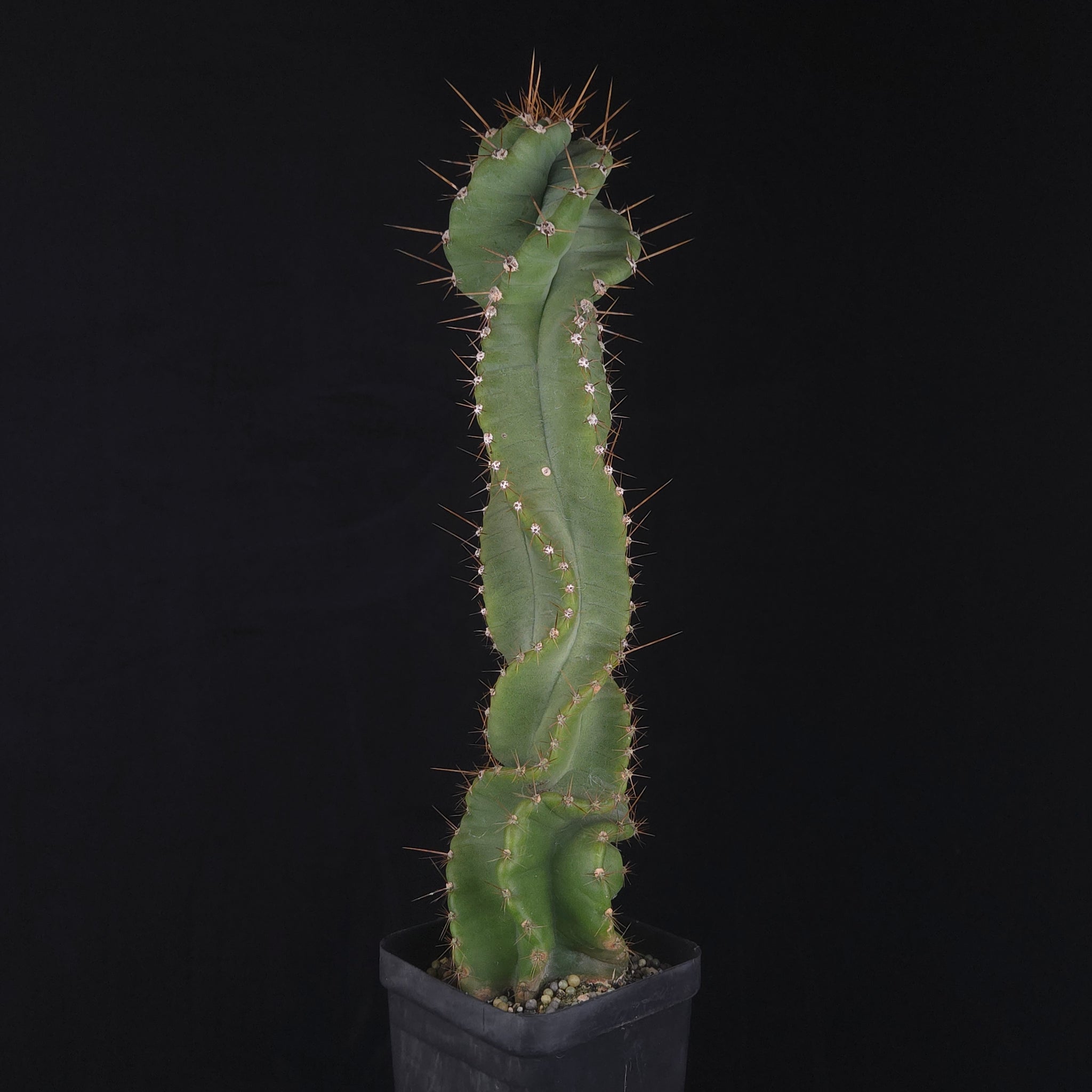Cereus forbesii ‘Spiralis’