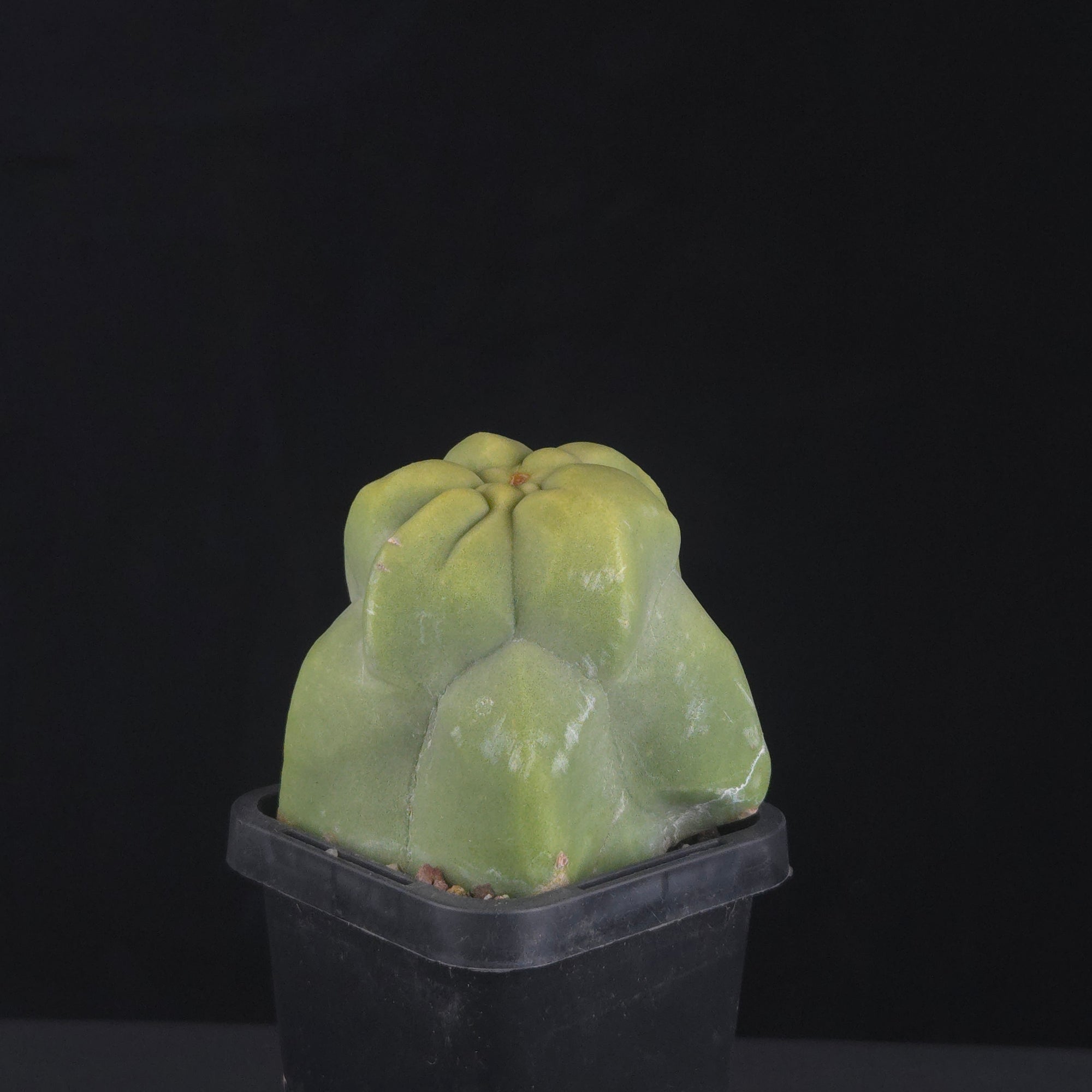 Lophocereus schottii (syn. Pachycereus)