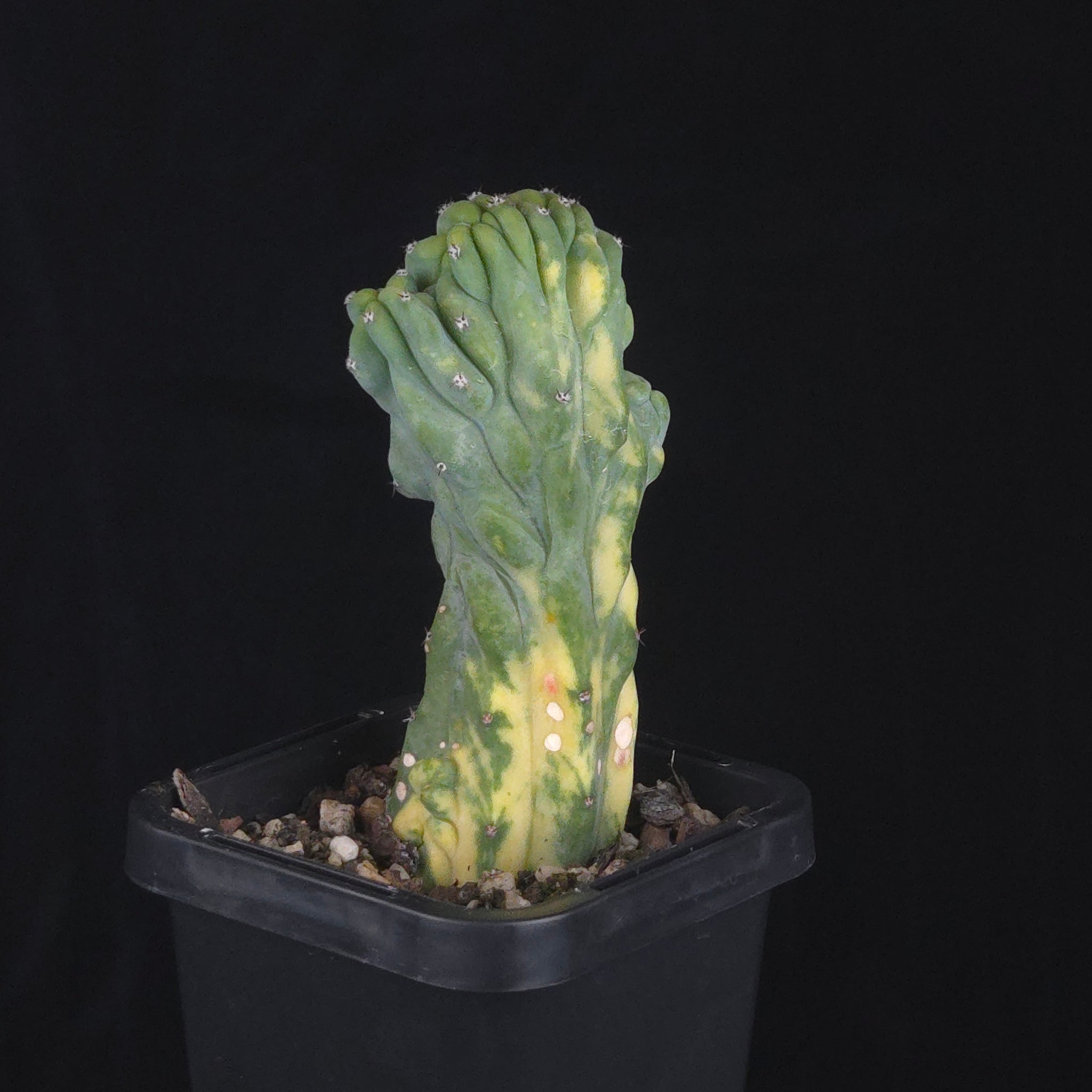 Myrtillocactus geometrizans cristata variegata – Collectors Online