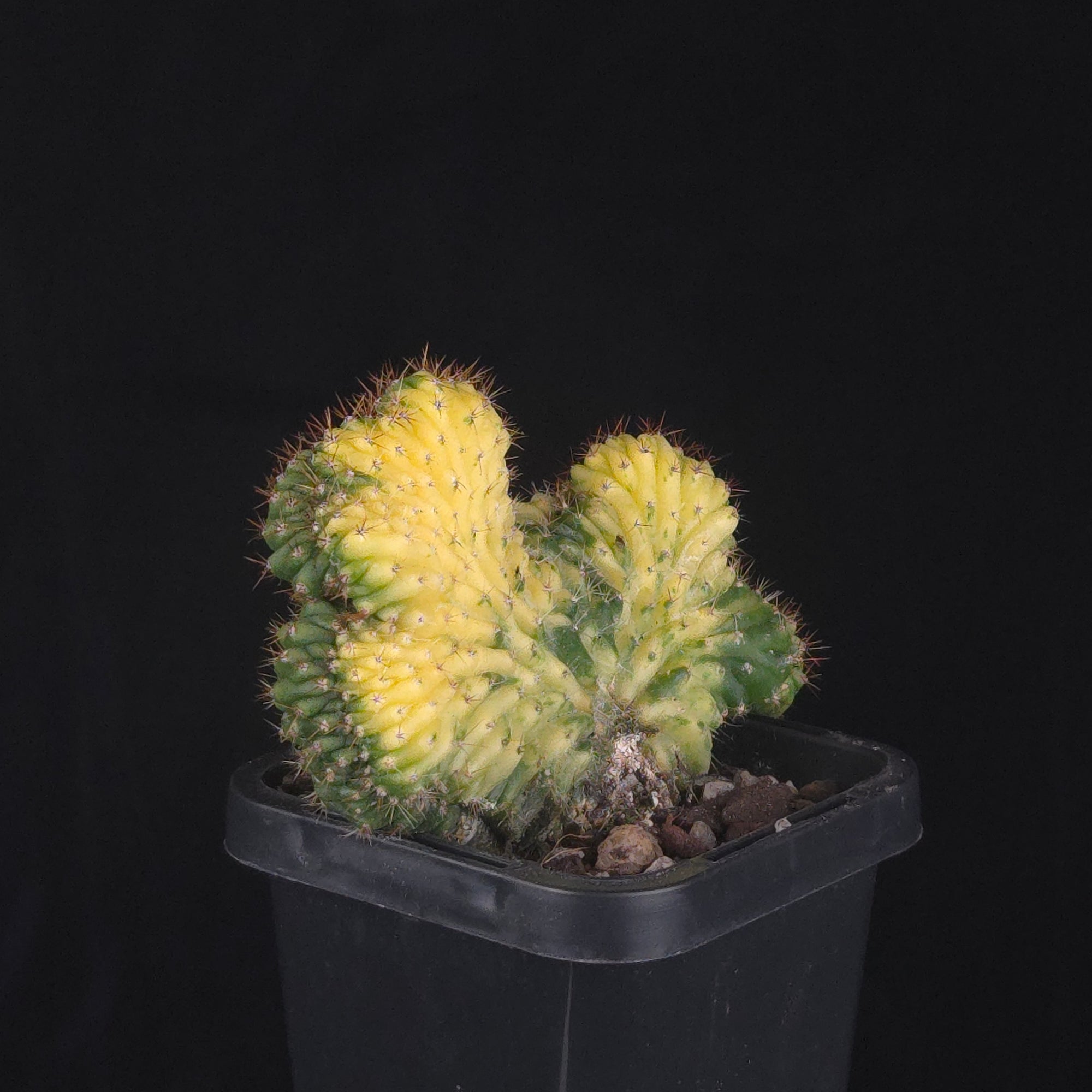 Trichocereus (Echinopsis) pachanoi cristata variegata