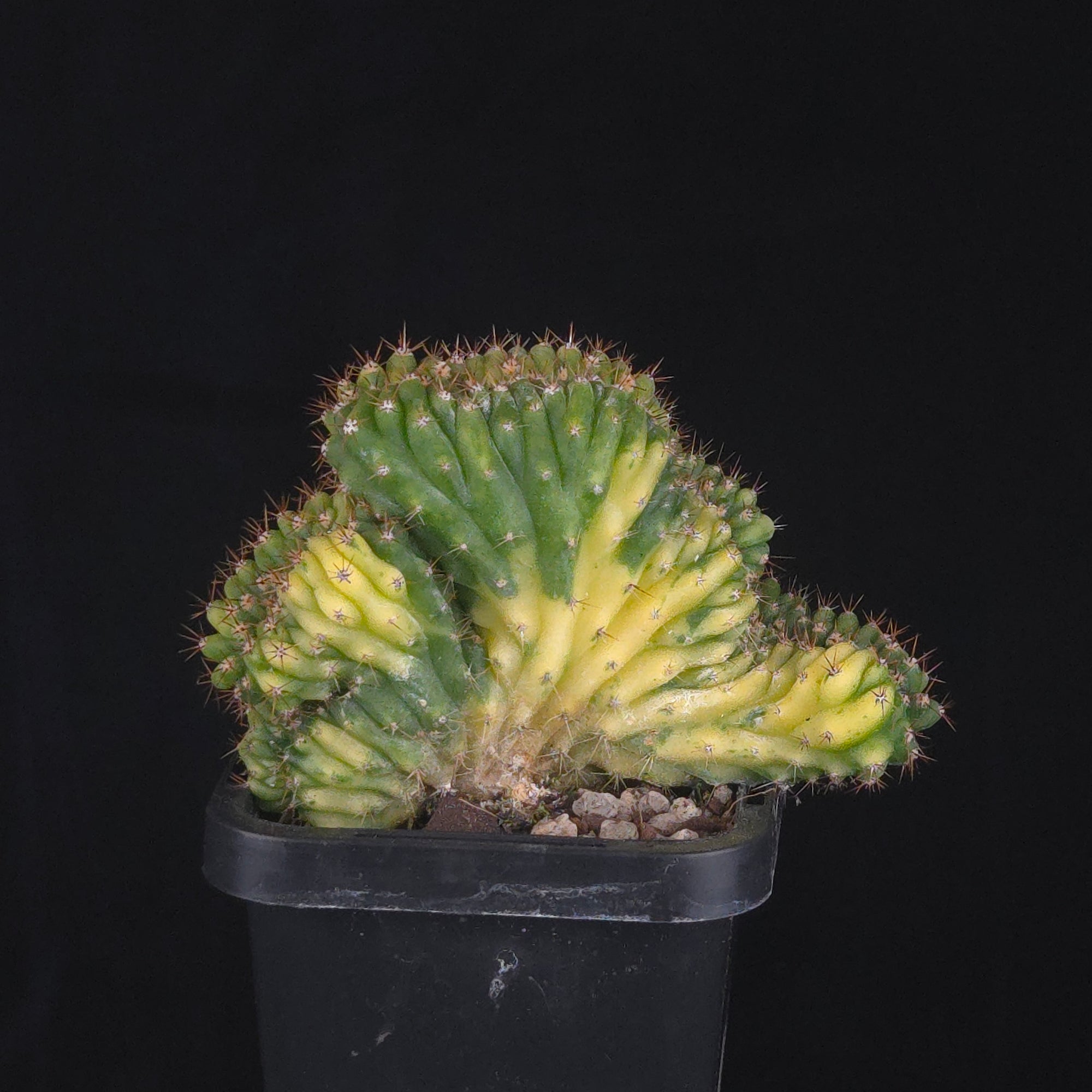 Trichocereus (Echinopsis) pachanoi cristata variegata