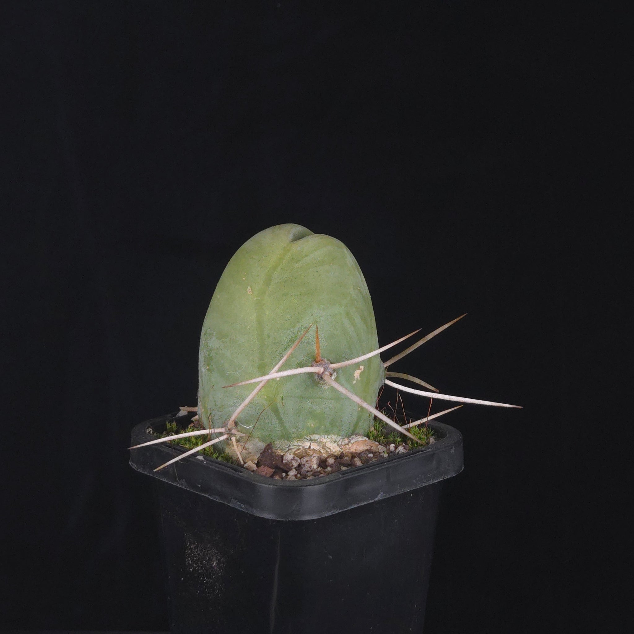 Trichocereus bridgesii f. monstrosa (Penis Cactus)