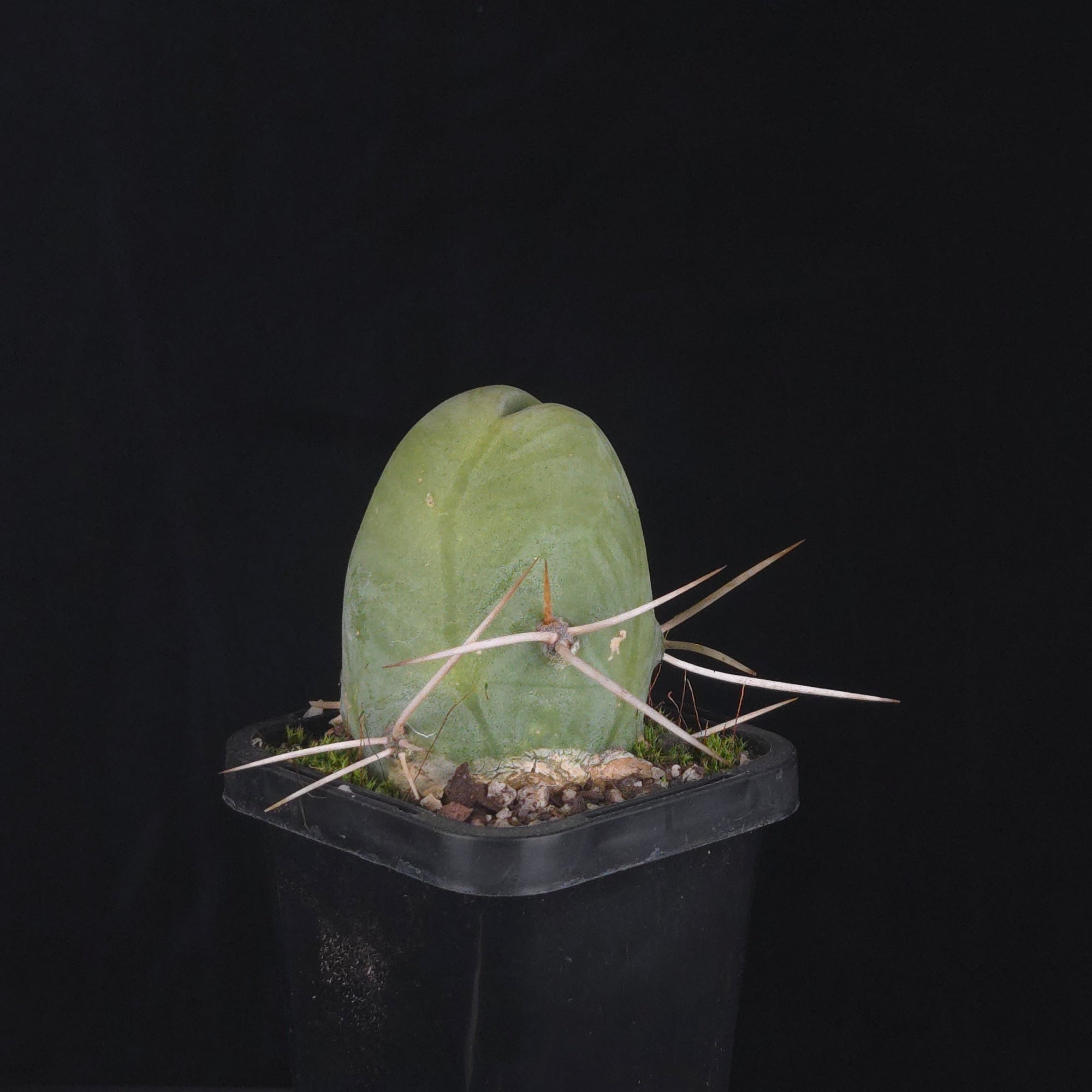 Trichocereus bridgesii f. monstrosa (Penis Cactus)