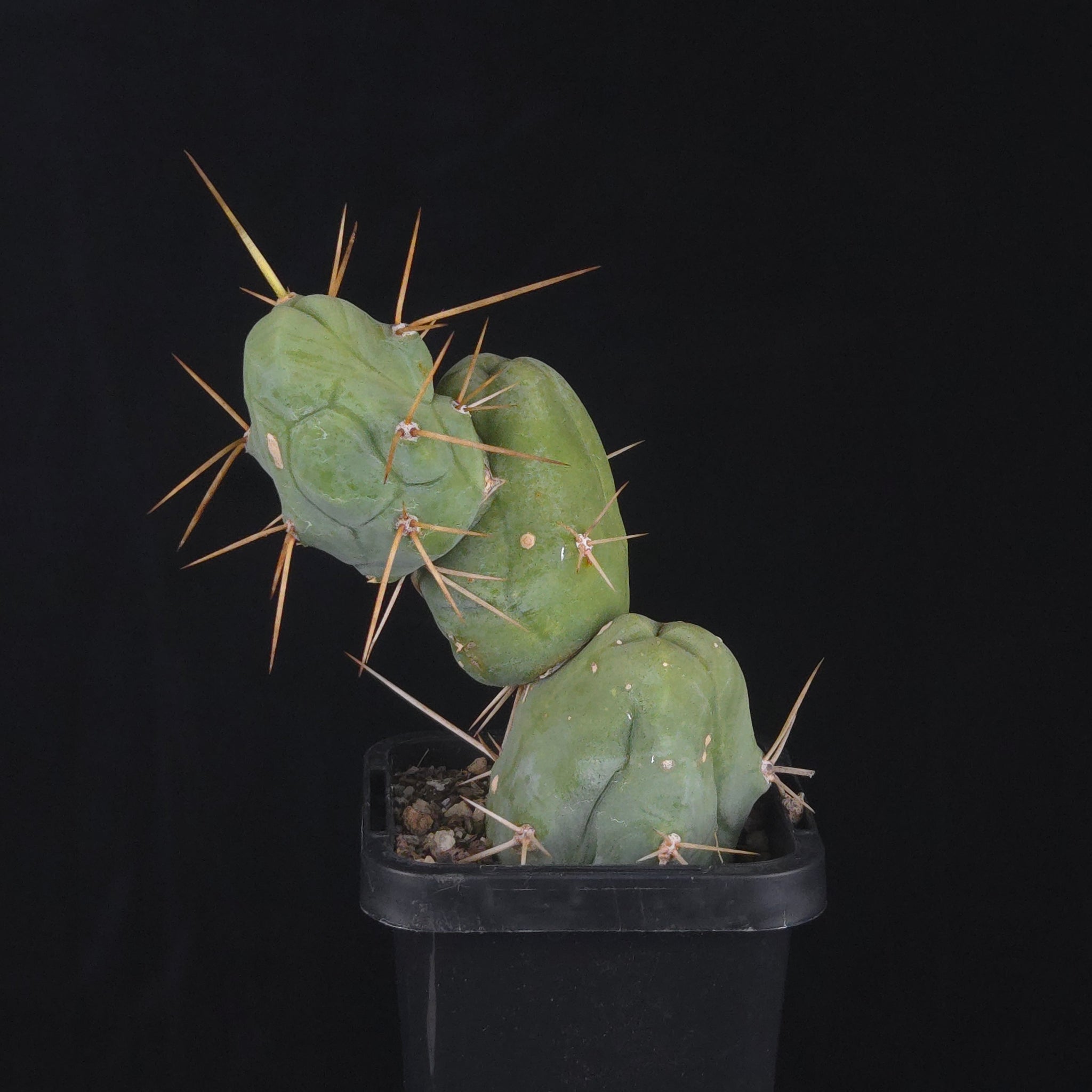 Trichocereus bridgesii f. monstrosa (Penis Cactus)