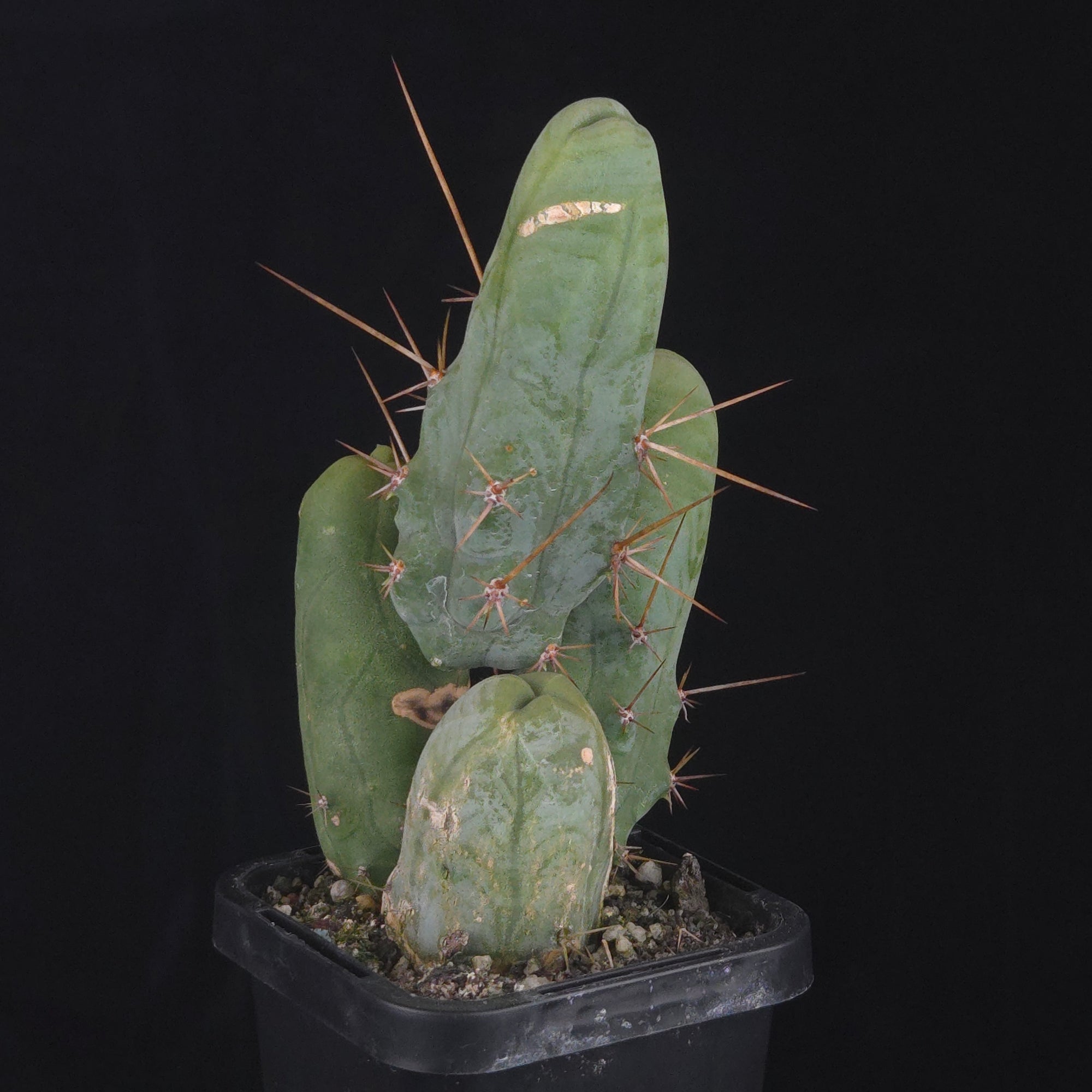 Trichocereus bridgesii f. monstrosa (Penis Cactus)
