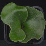 Platycerium elephantotis (syn. angolense)