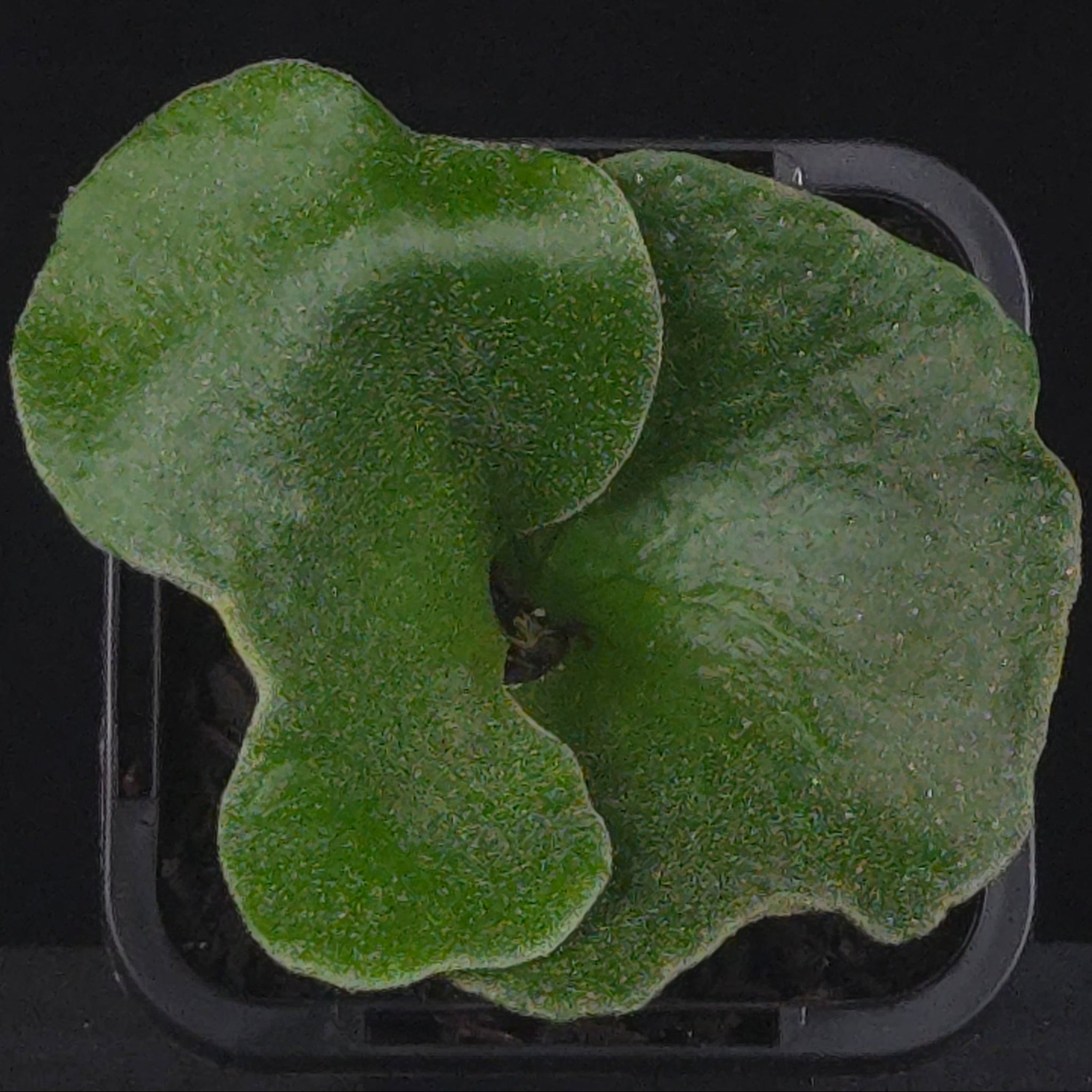 Platycerium elephantotis (syn. angolense)