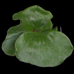 Platycerium elephantotis (syn. angolense)