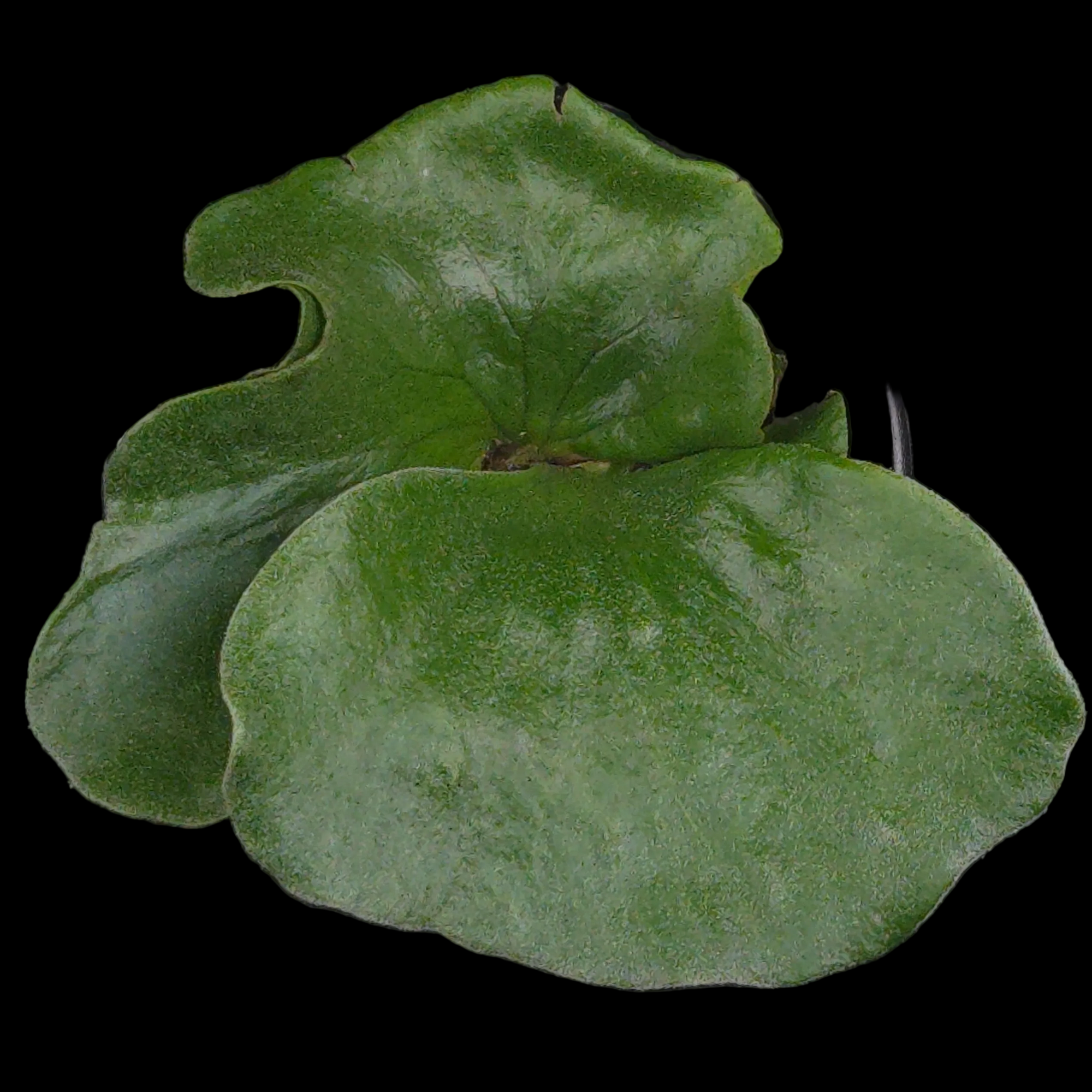 Platycerium elephantotis (syn. angolense)