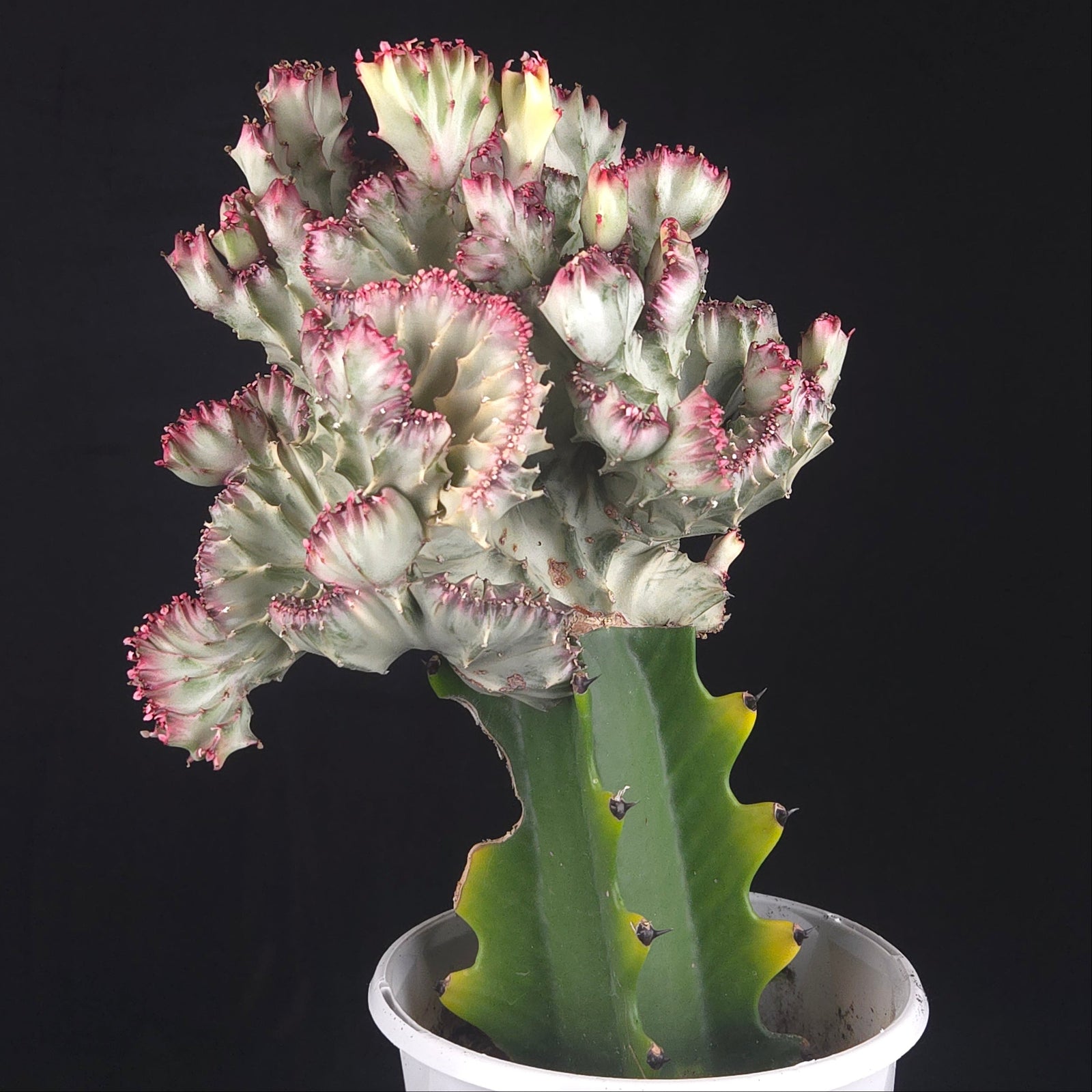 Euphorbia lactea 'Cristata Variegata' - The Coral Cactus (WA Prohibited) - One Off Specials