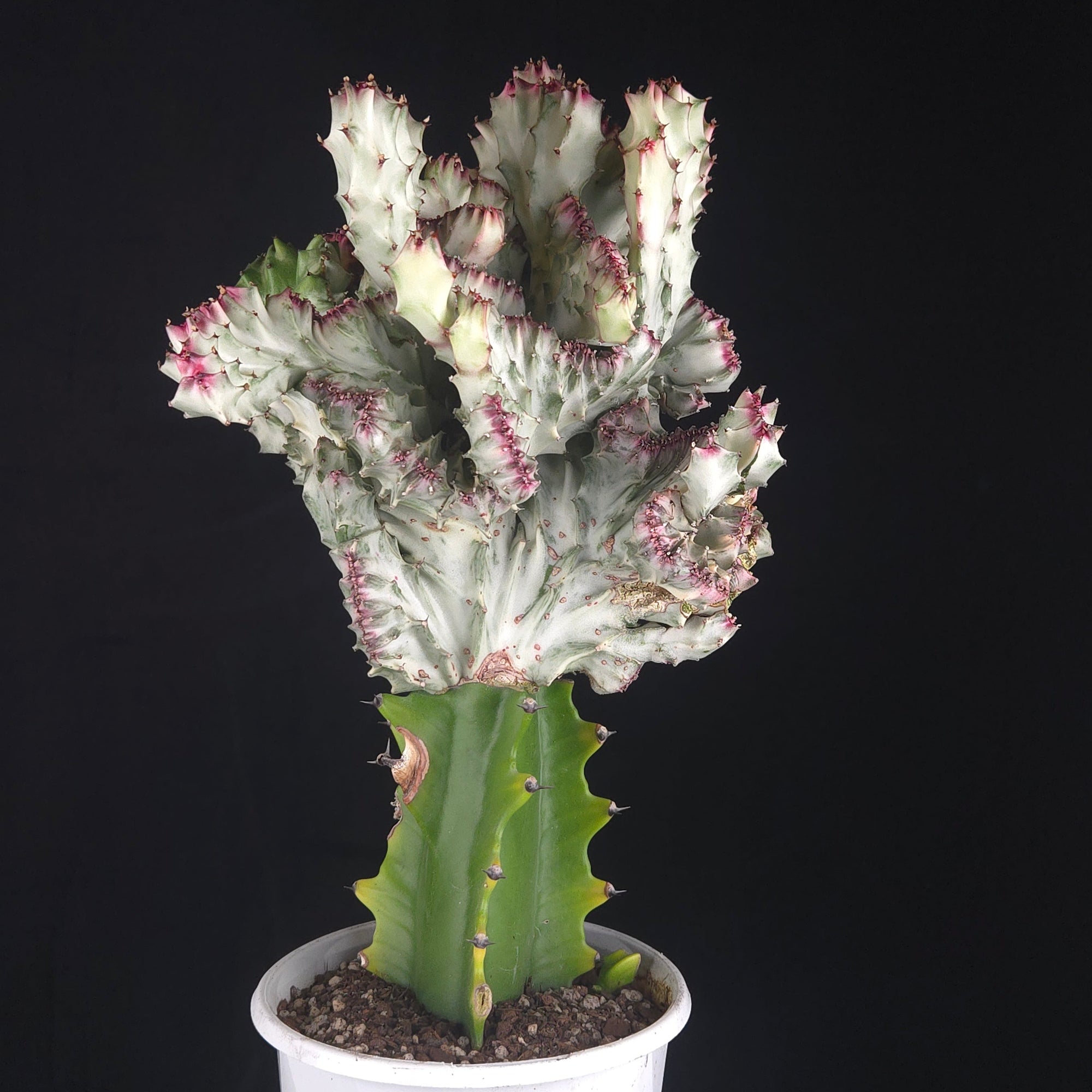 Euphorbia lactea 'Cristata Variegata' - The Coral Cactus (WA Prohibited) - One Off Specials