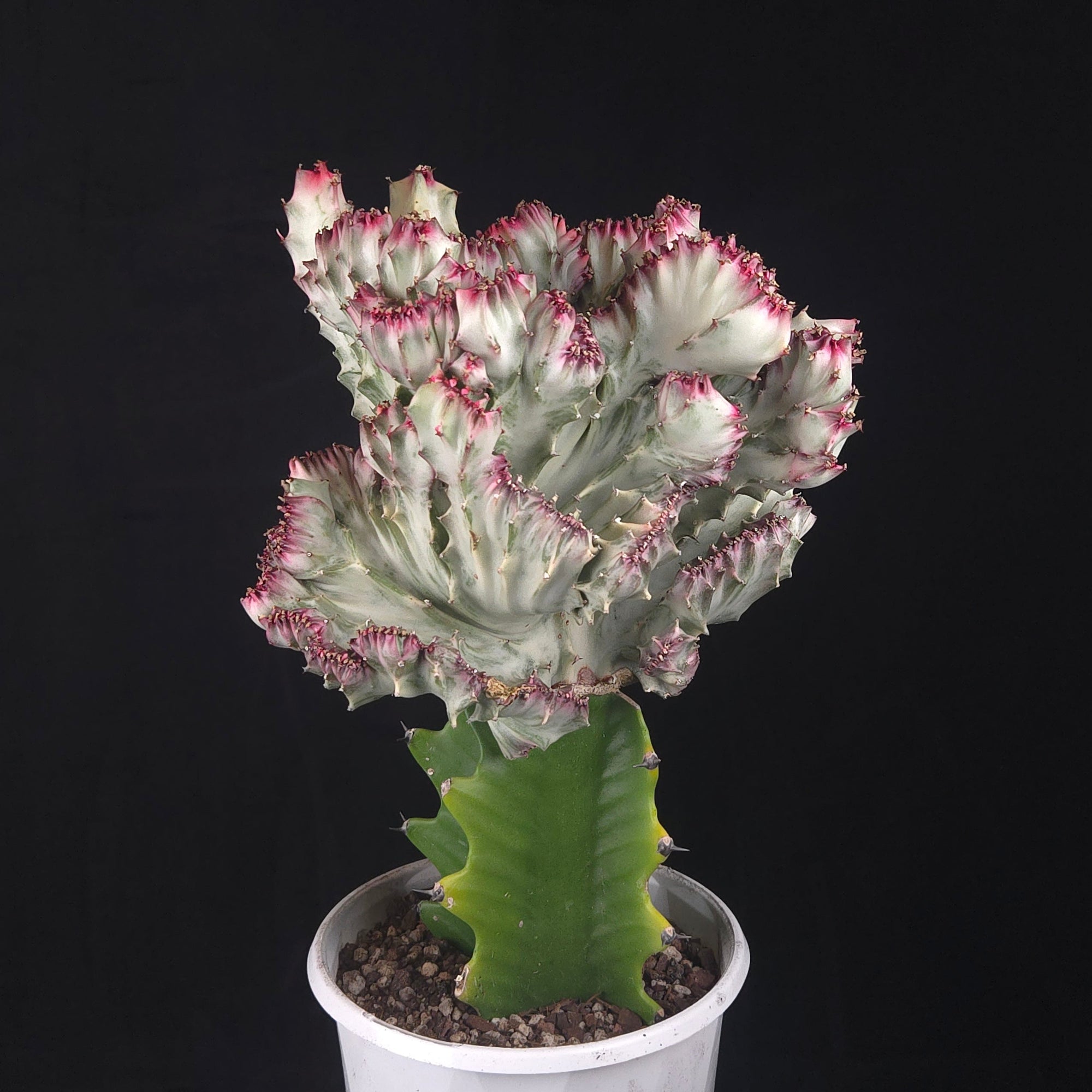 Euphorbia lactea 'Cristata Variegata' - The Coral Cactus (WA Prohibited) - One Off Specials