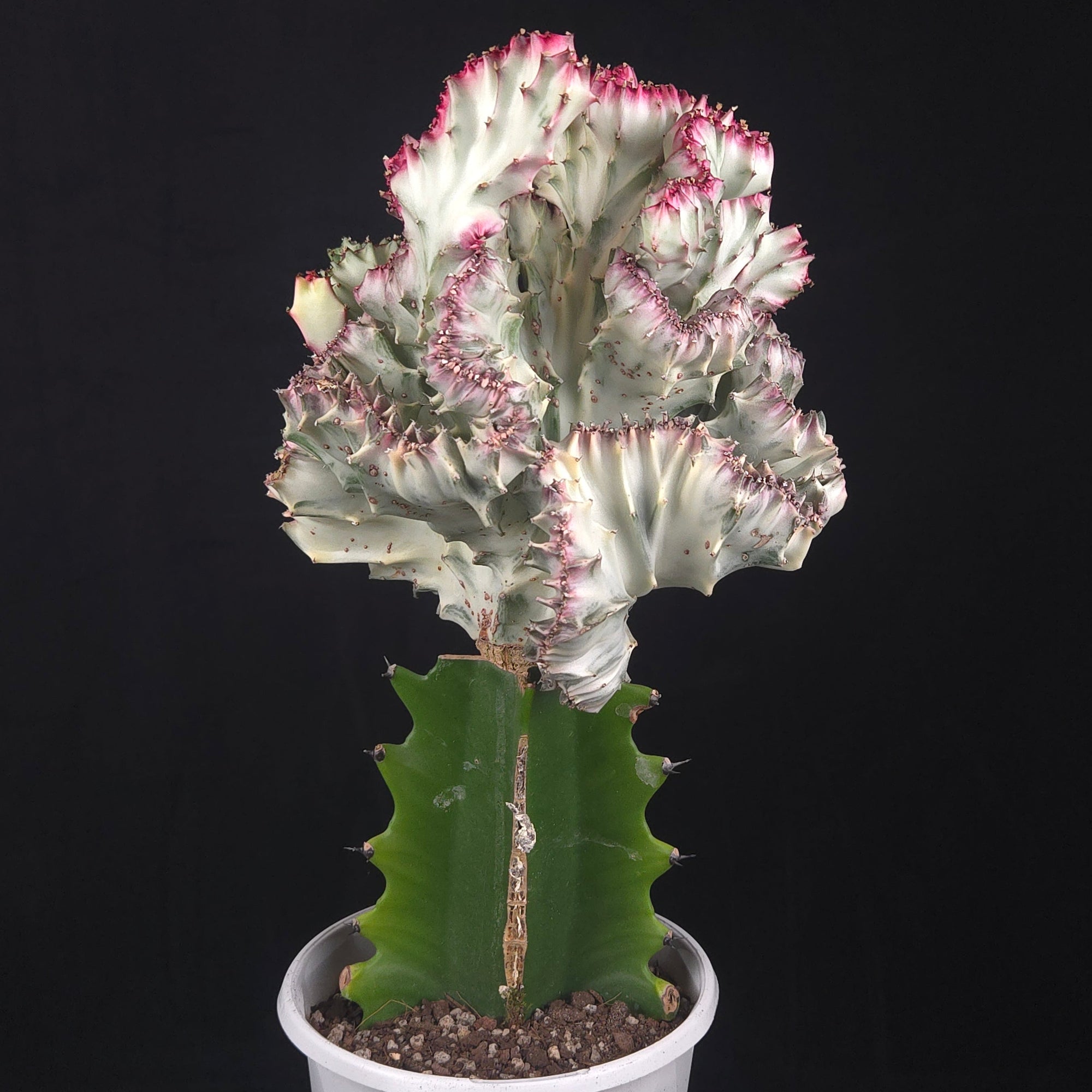 Euphorbia lactea 'Cristata Variegata' - The Coral Cactus (WA Prohibited) - One Off Specials