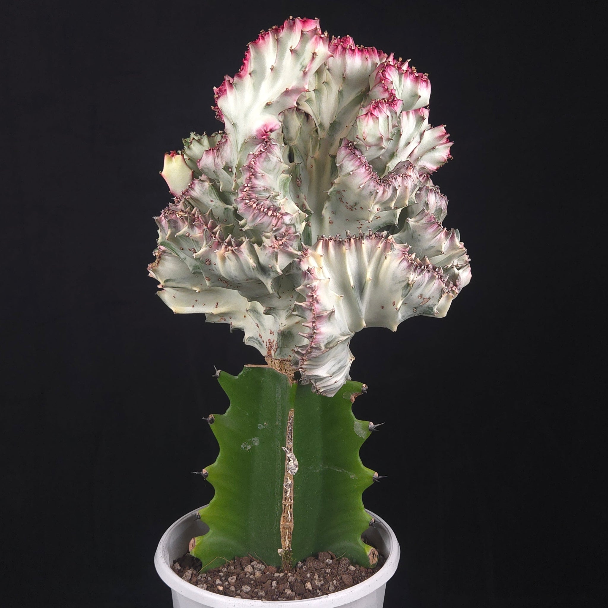 Euphorbia lactea 'Cristata Variegata' - The Coral Cactus (WA Prohibited) - One Off Specials